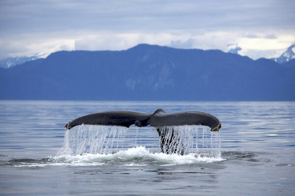 Animaux marins, habitants de la mer