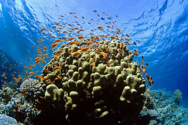 Muchos peces pequeños alrededor del Coral