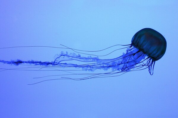 Medusa en movimiento sobre un fondo azul