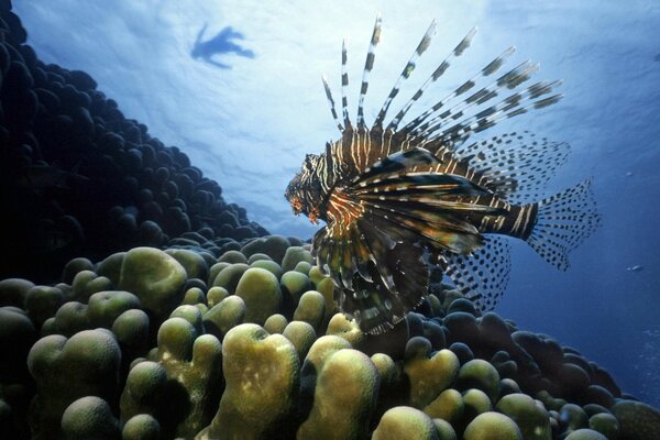 Peces de mar bajo el agua cerca del hombre