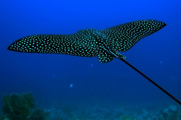 Floating Spotted stingray Floating in the water column