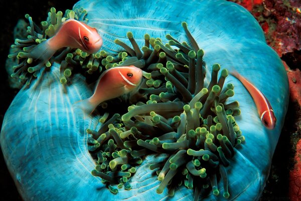 Peces en el océano en los arrecifes