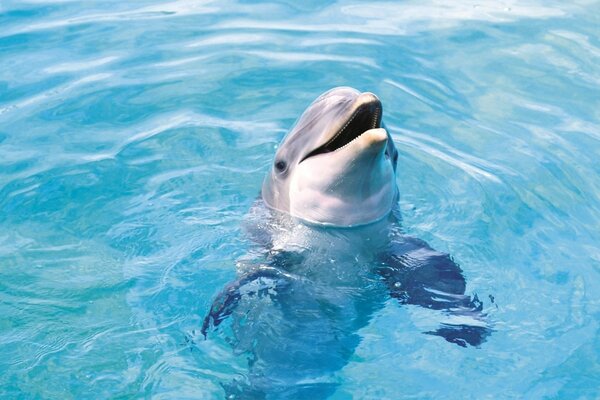 Delfin pływa w czystej wodzie