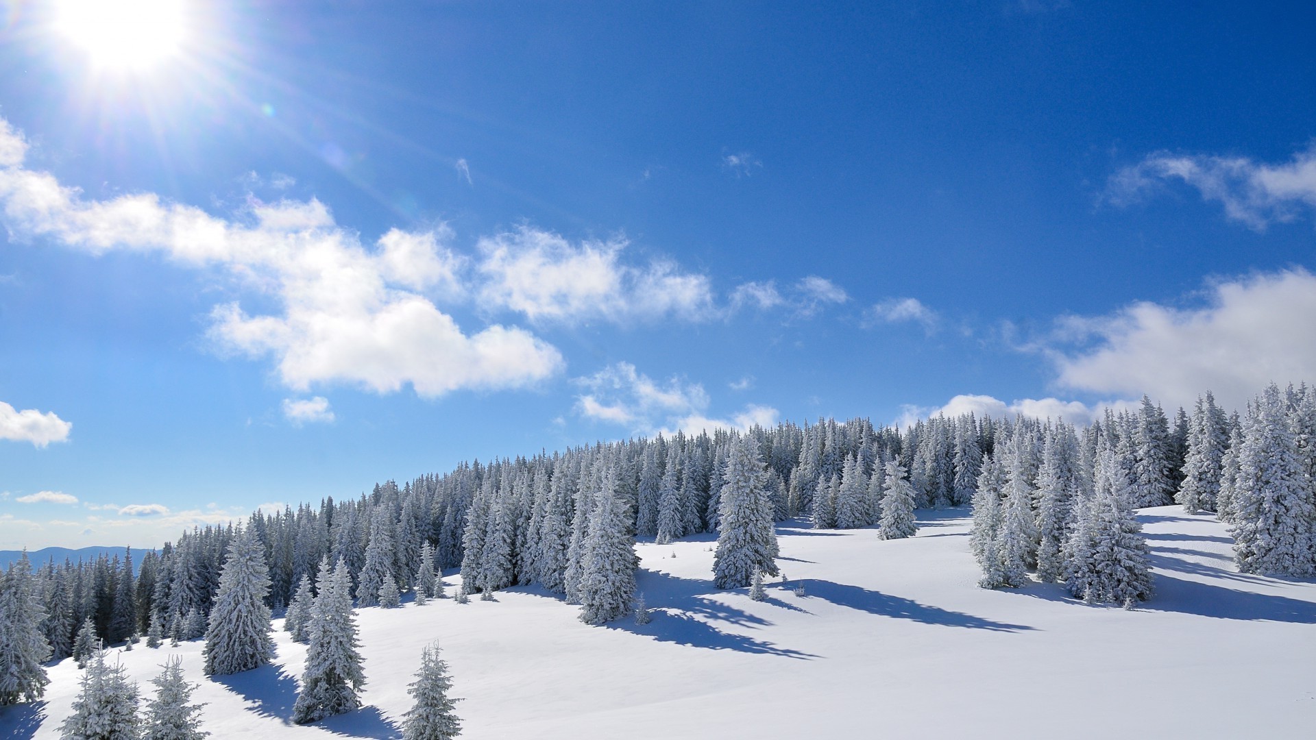 hiver neige froid gel congelé glace bois neigeux météo saison sapin paysage scénique congère tempête de neige evergreen bois givré poudre