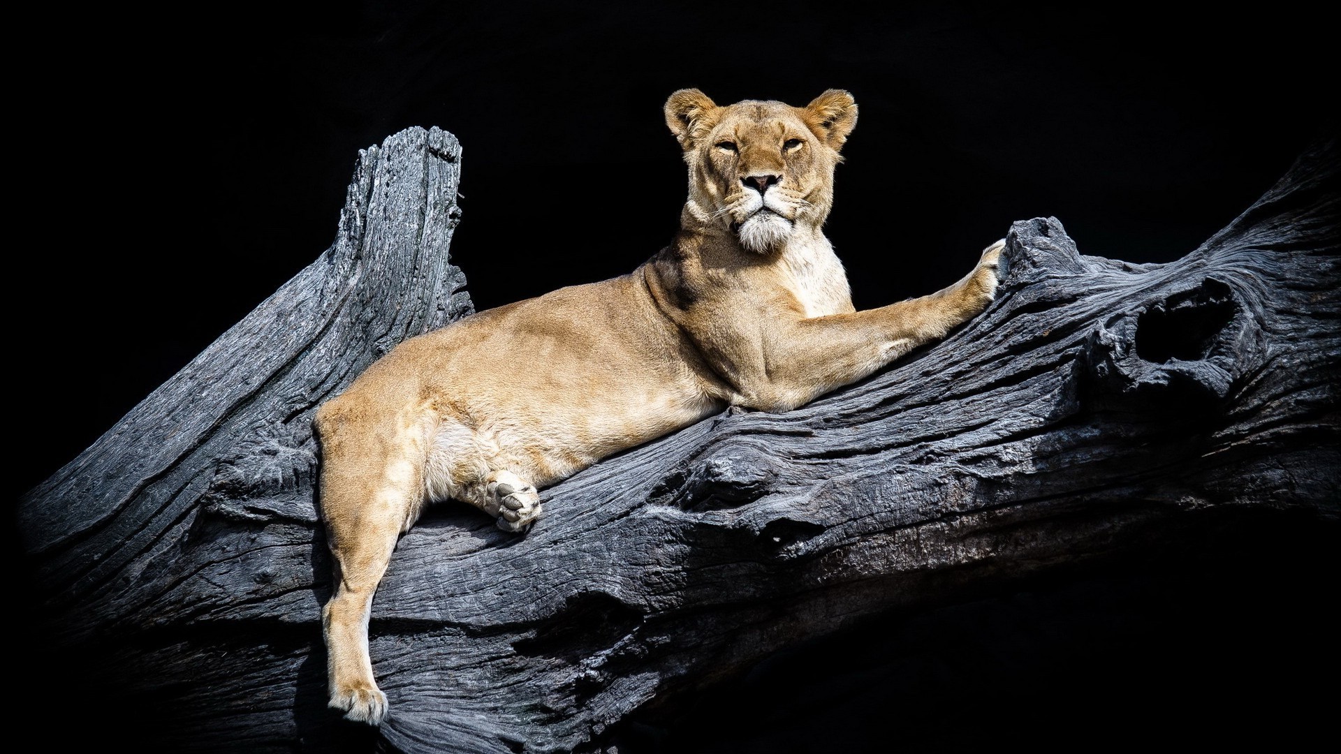 löwen säugetier tierwelt katze löwe natur wild tier eins zoo porträt jäger raubtier