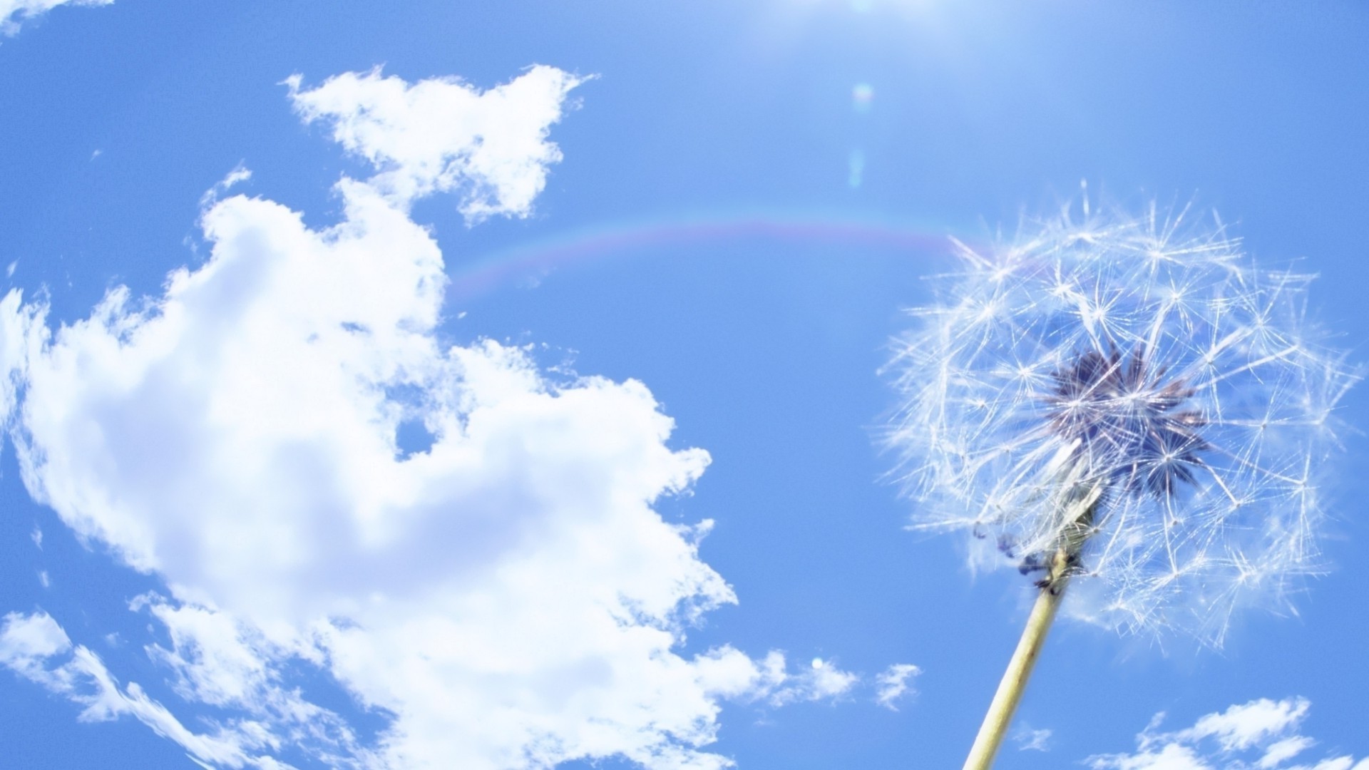 花 天空 自然 夏天 风 柔和 户外 明亮 好天气 天气 光 蒲公英 太阳 环境 颜色 自由