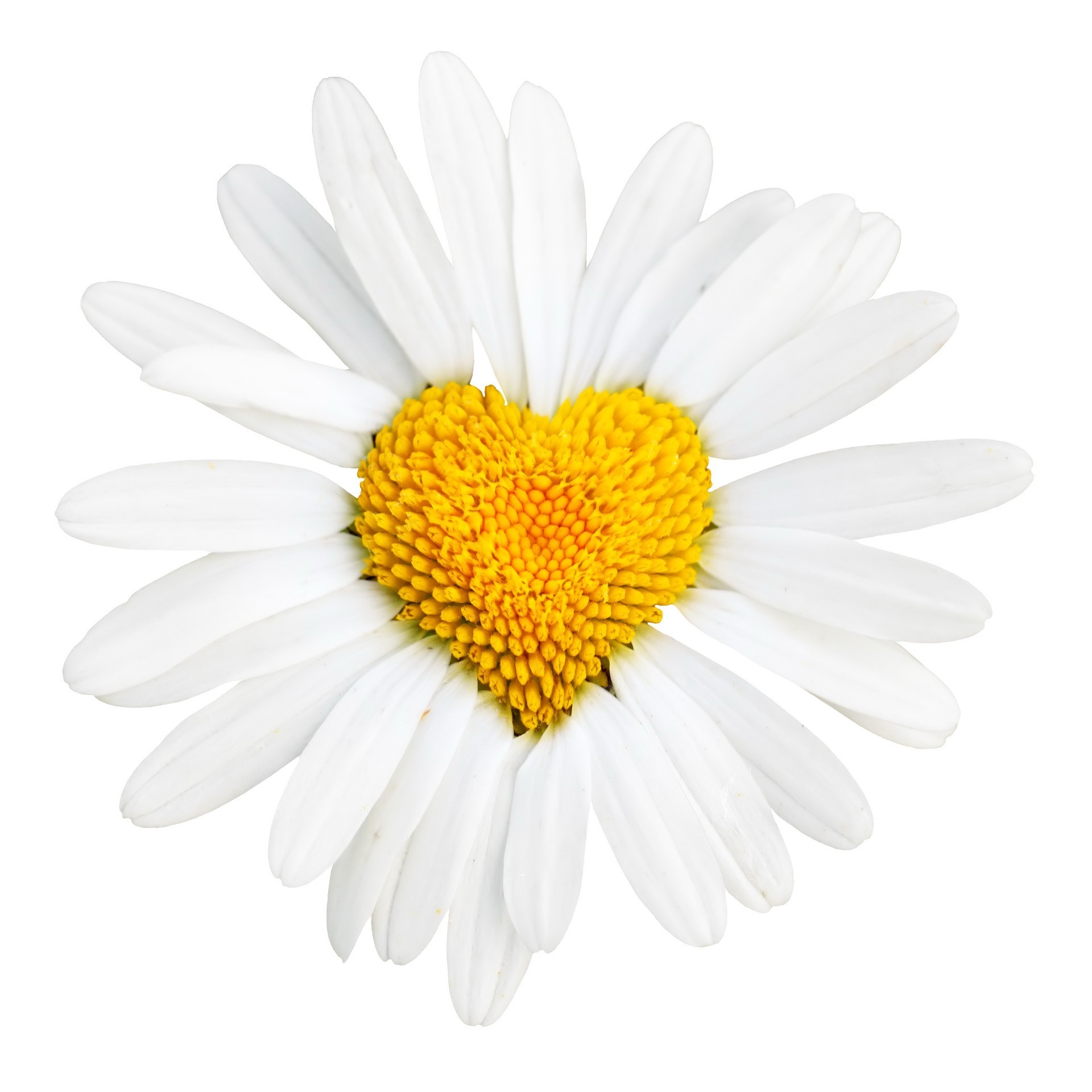 Daisy heart shaped - Phone wallpapers