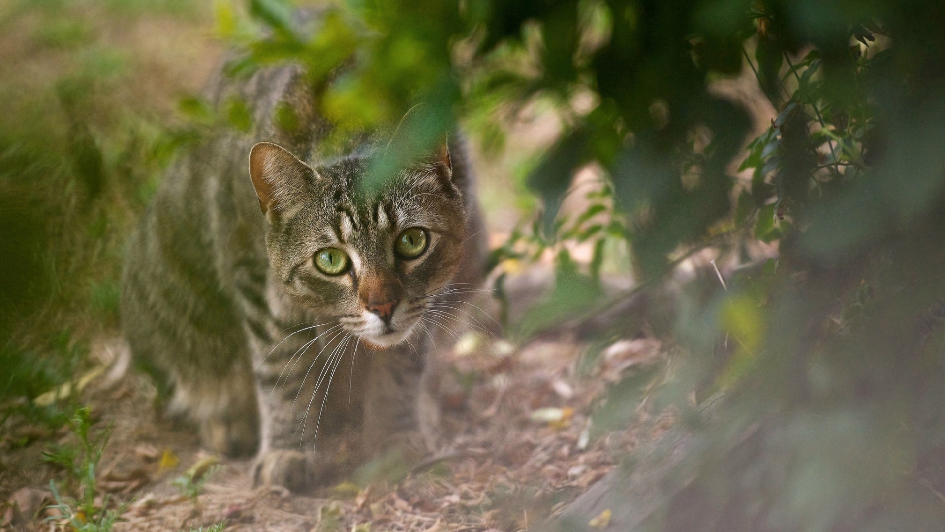 cats nature cat cute outdoors animal fur eye mammal portrait grass little young wild garden