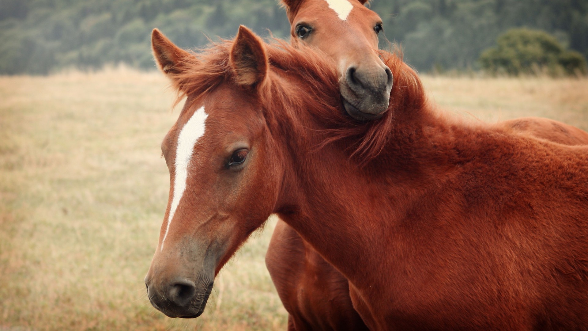 cavalos animal cavalaria mare mamífero fazenda cavalo garanhão criação de cavalos grama manet feno pasto campo equestre gado pônei rural natureza agricultura