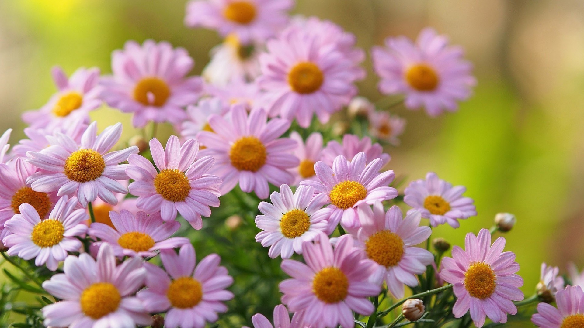 flowers flower nature summer flora garden blooming bright floral petal color leaf bouquet close-up hayfield chamomile growth field beautiful outdoors