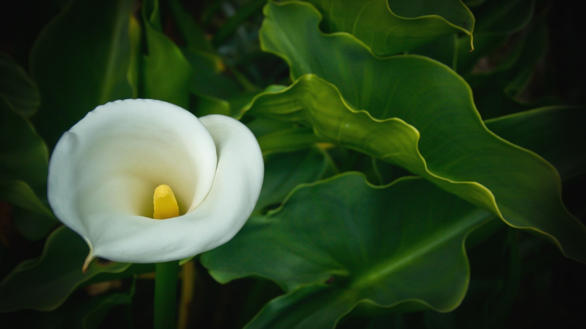 kwiaty liść flora natura kwiat kolor piękny ogród pulpit jasny