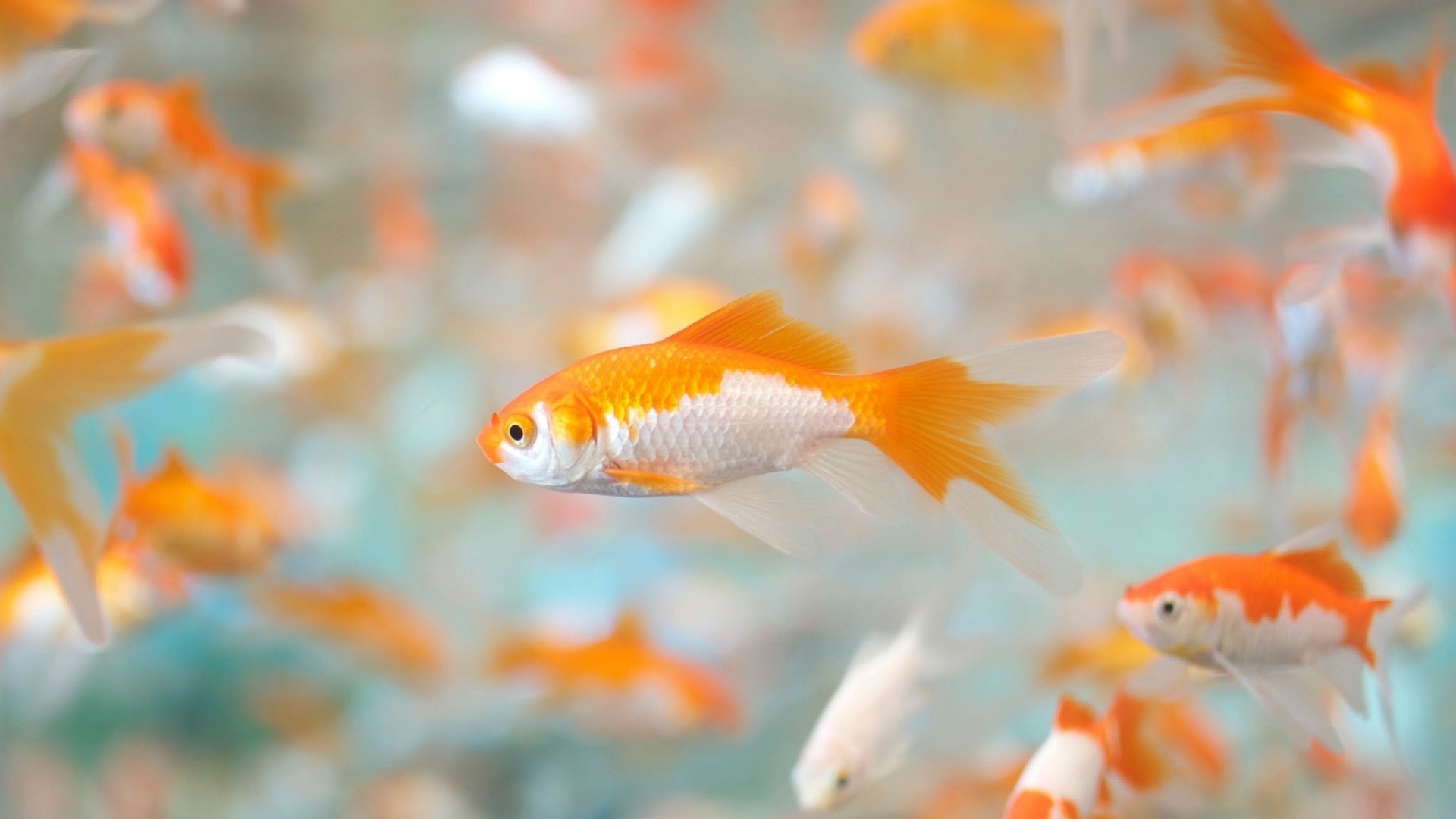 tiere goldfisch aquarium fische unterwasser tank schwimmen aquarium wasser karausche natur tropisch fin wasser ozean meer marine türkis süßwasser haustier