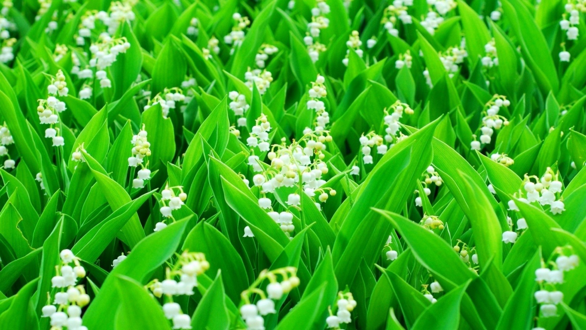 fleurs feuille herbe nature flore croissance jardin à l extérieur champ saison pâques été beau temps pelouse