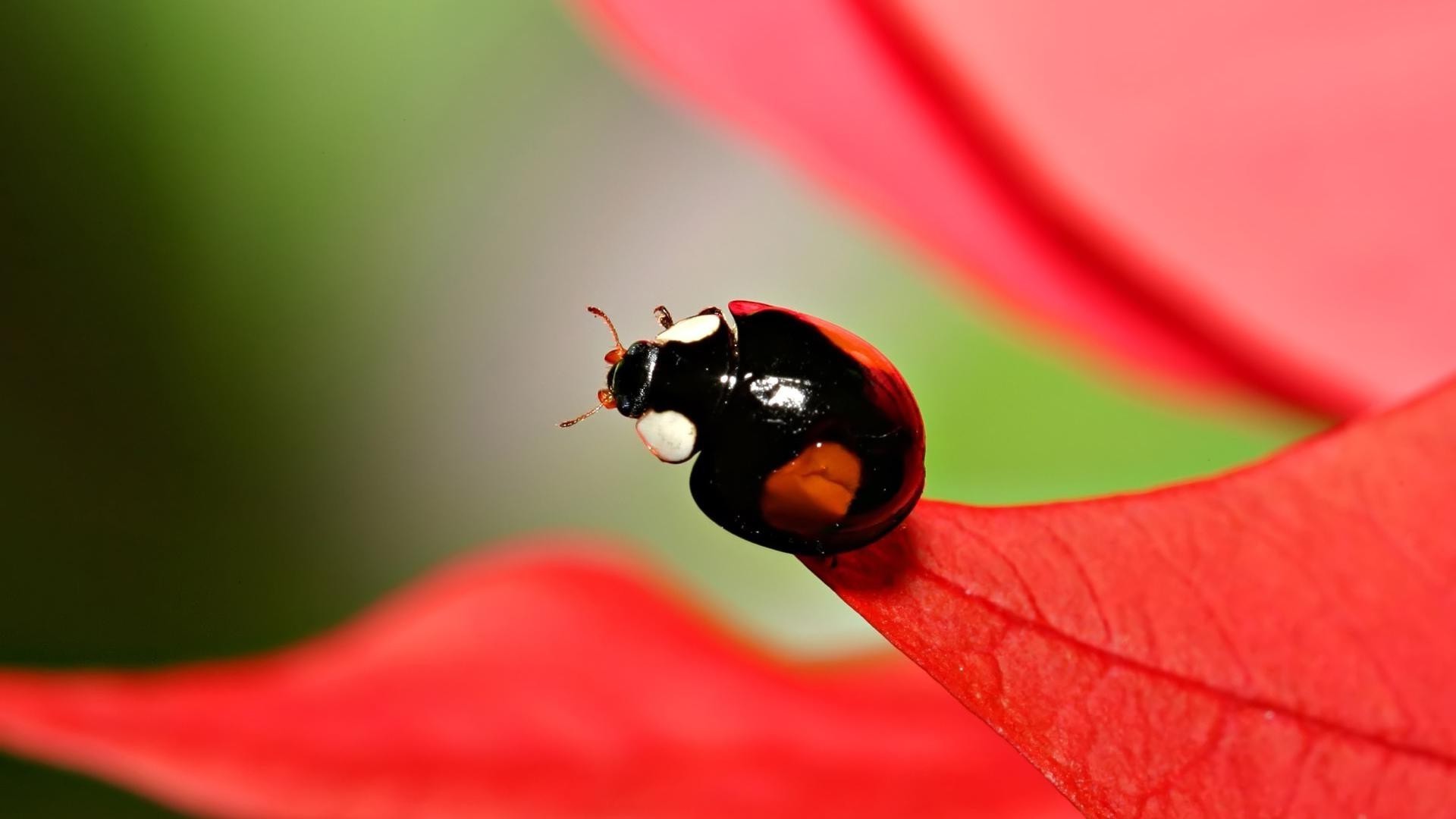 roślinożerny natura biedronka liść deszcz owad chrząszcz lato na zewnątrz flora tiny jasny