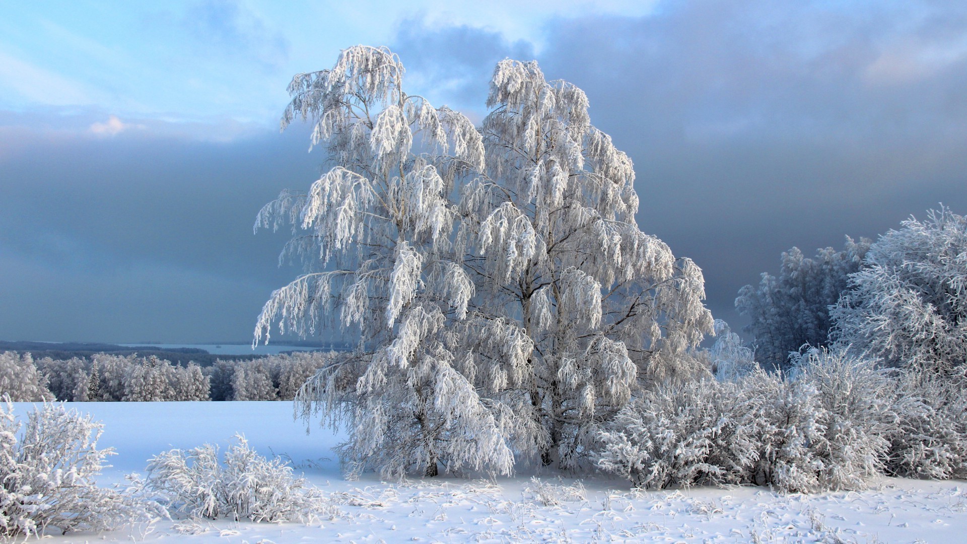 inverno neve gelo ghiaccio freddo congelato paesaggio natura legno gelido albero tempo stagione scenico bel tempo scena cielo all aperto