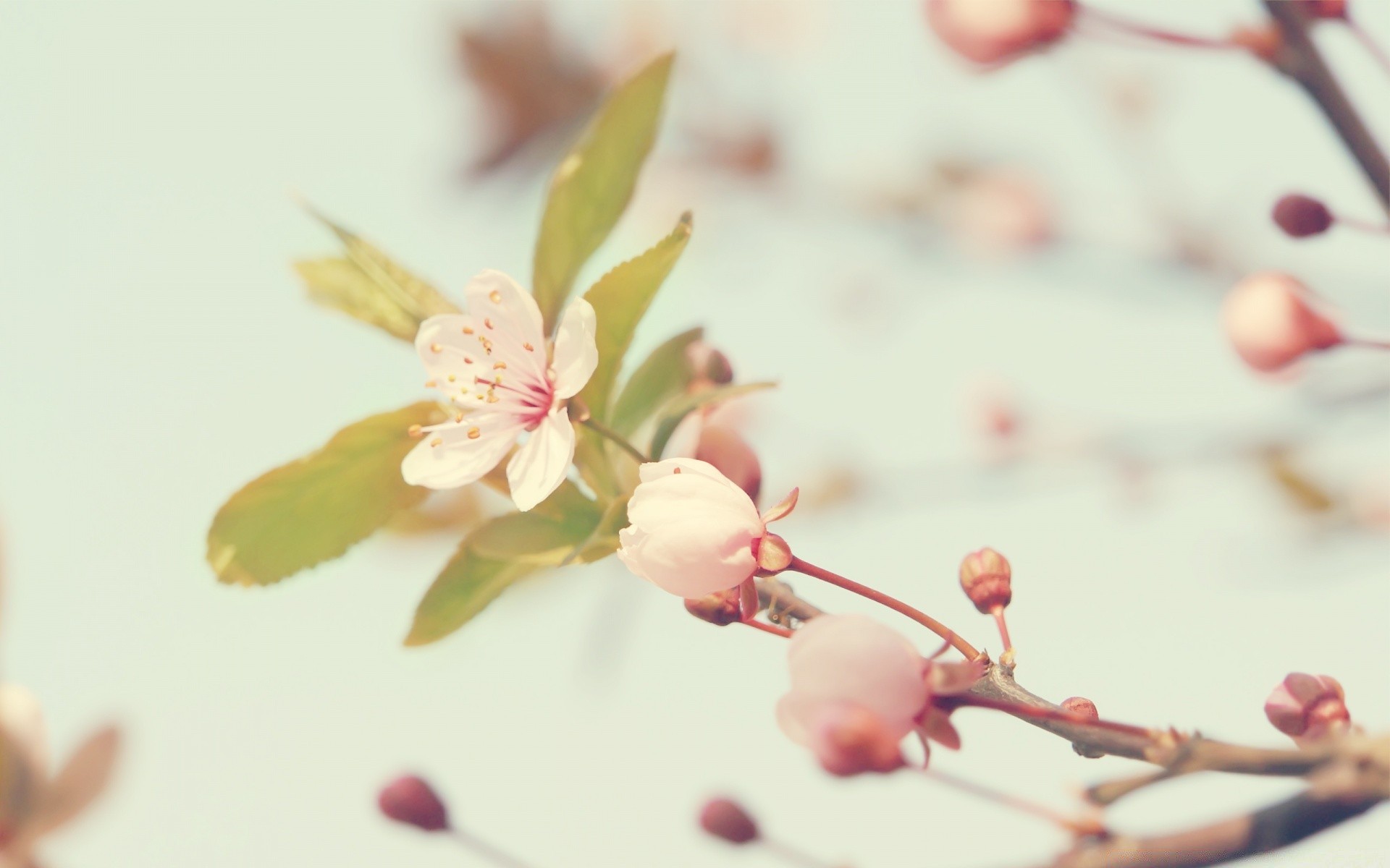 macro flower nature cherry branch leaf flora blur tree delicate