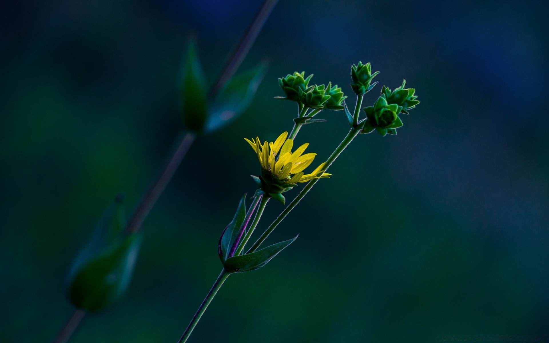 macro nature flora flower leaf summer growth outdoors garden color environment insect