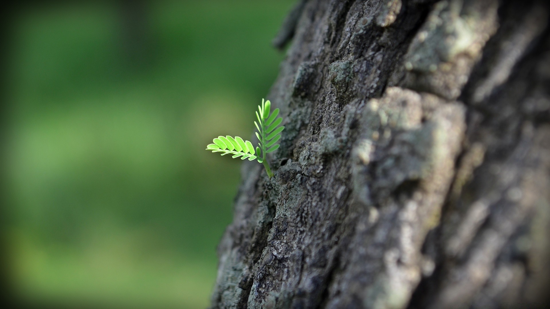 macro naturaleza hoja crecimiento al aire libre madera madera flora verano desenfoque medio ambiente poco ecología