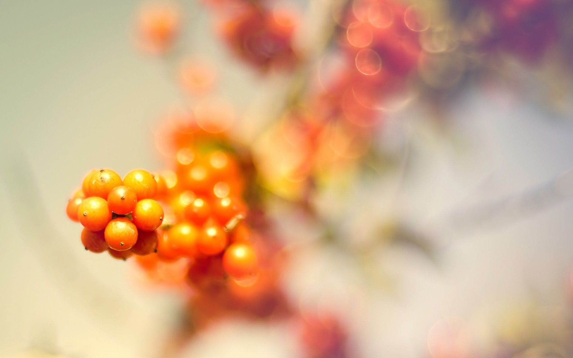 macro blur color bright christmas nature focus desktop fall leaf berry decoration shining fruit round