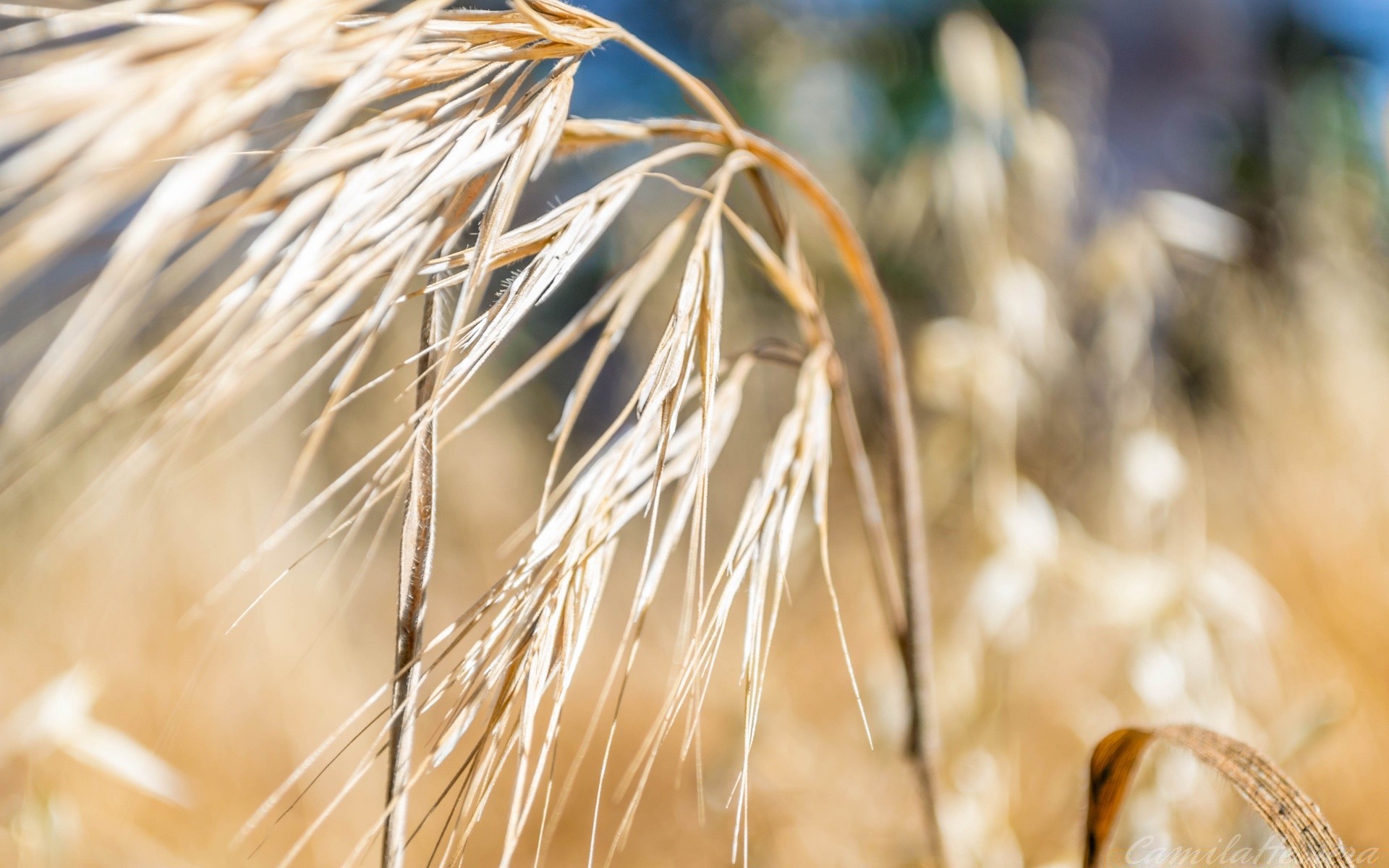 macro trigo rural verano paja pan naturaleza pasto oro hierba cereales al aire libre centeno brillante campo semilla sol cosecha maíz crecimiento