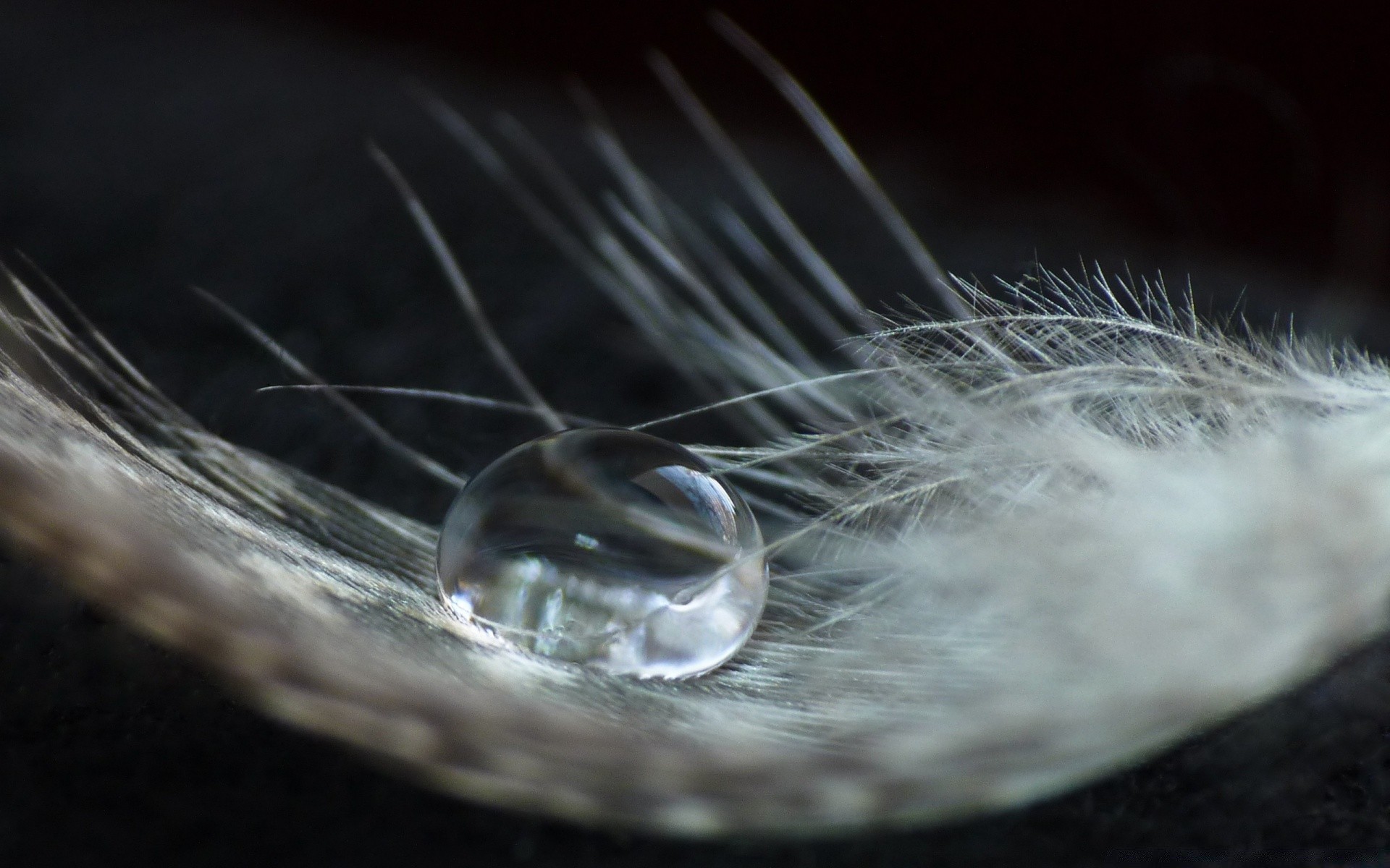 macro water light desktop abstract drop round close-up