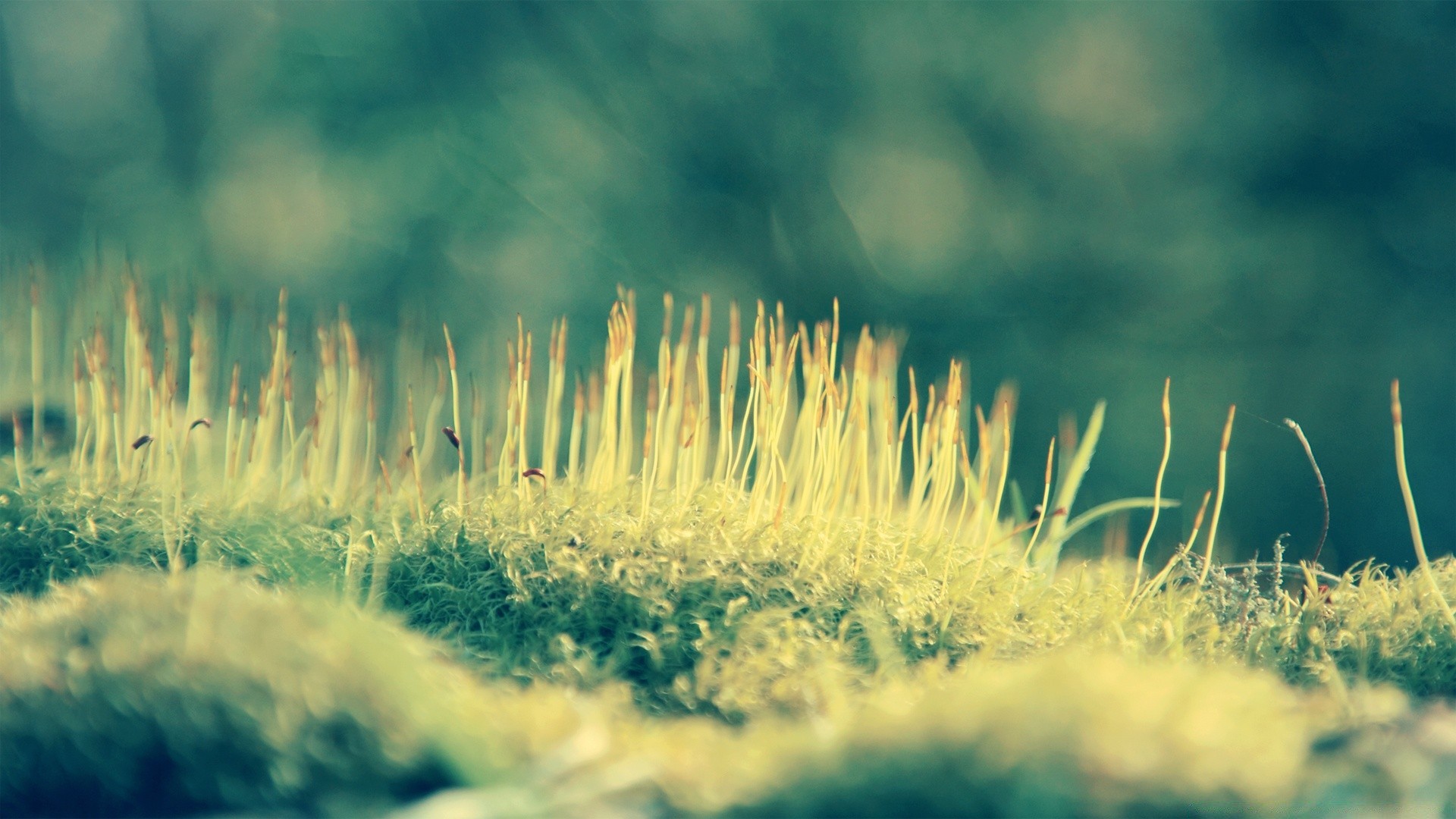 macro nature grass outdoors field summer sun rural hayfield bright fair weather season flora desktop growth leaf flower color