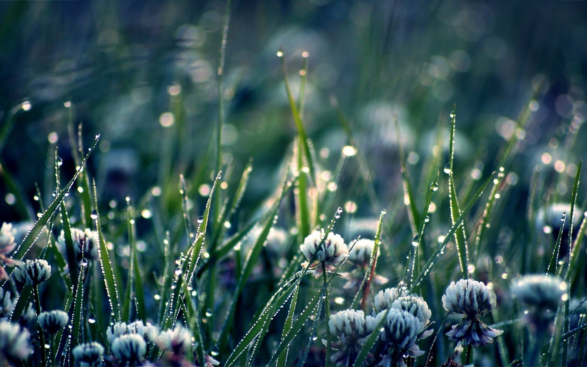 macro erba natura flora fieno campo giardino crescita all aperto estate foglia fiore ambiente rugiada bel tempo alba colore prato stagione caduta