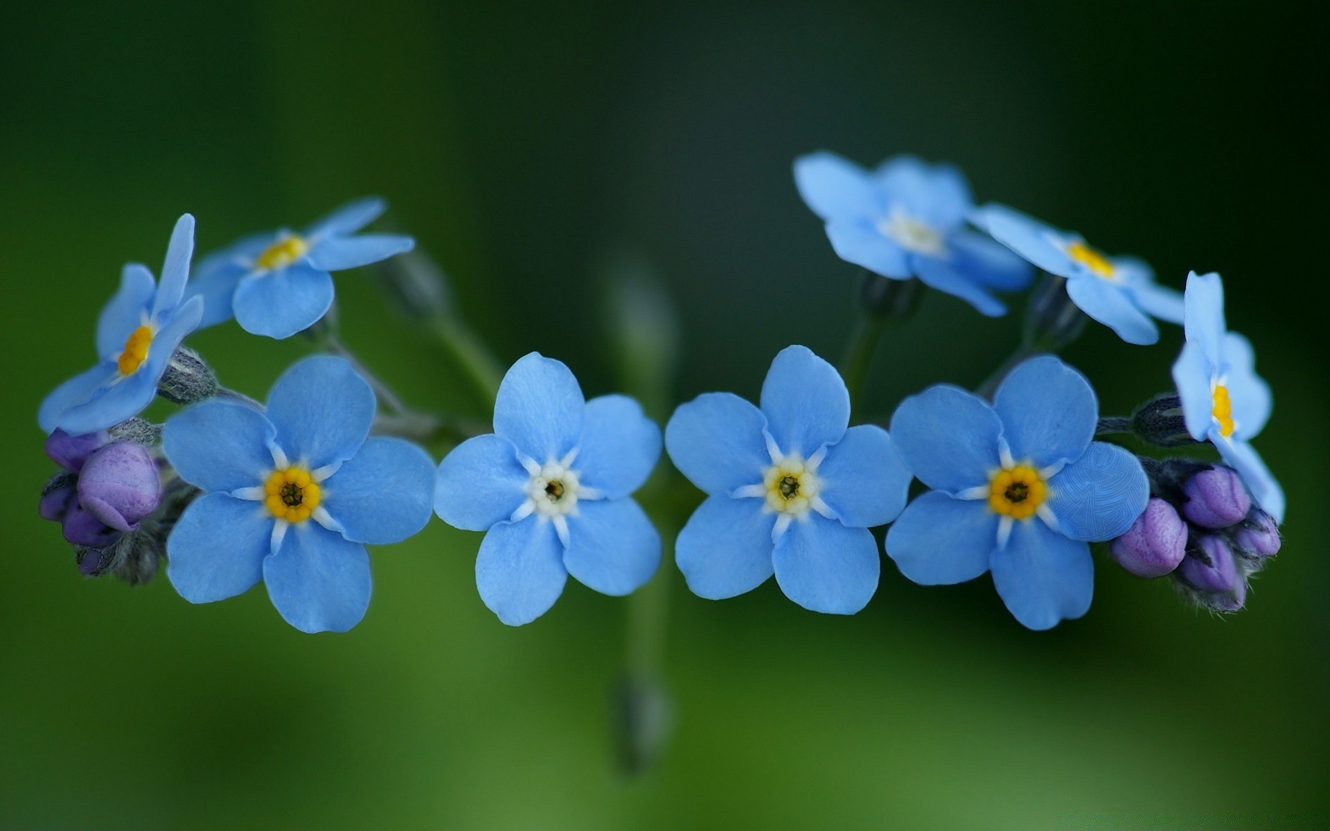 macro flower nature flora leaf petal growth garden summer blur blooming floral color outdoors perennial bright delicate