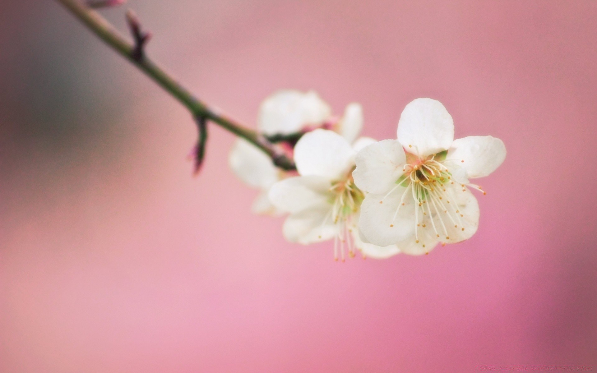 makroaufnahme blume kirsche apfel natur zweig kumpel baum pflaumen sanft blatt flora wachstum garten unschärfe sommer dof im freien