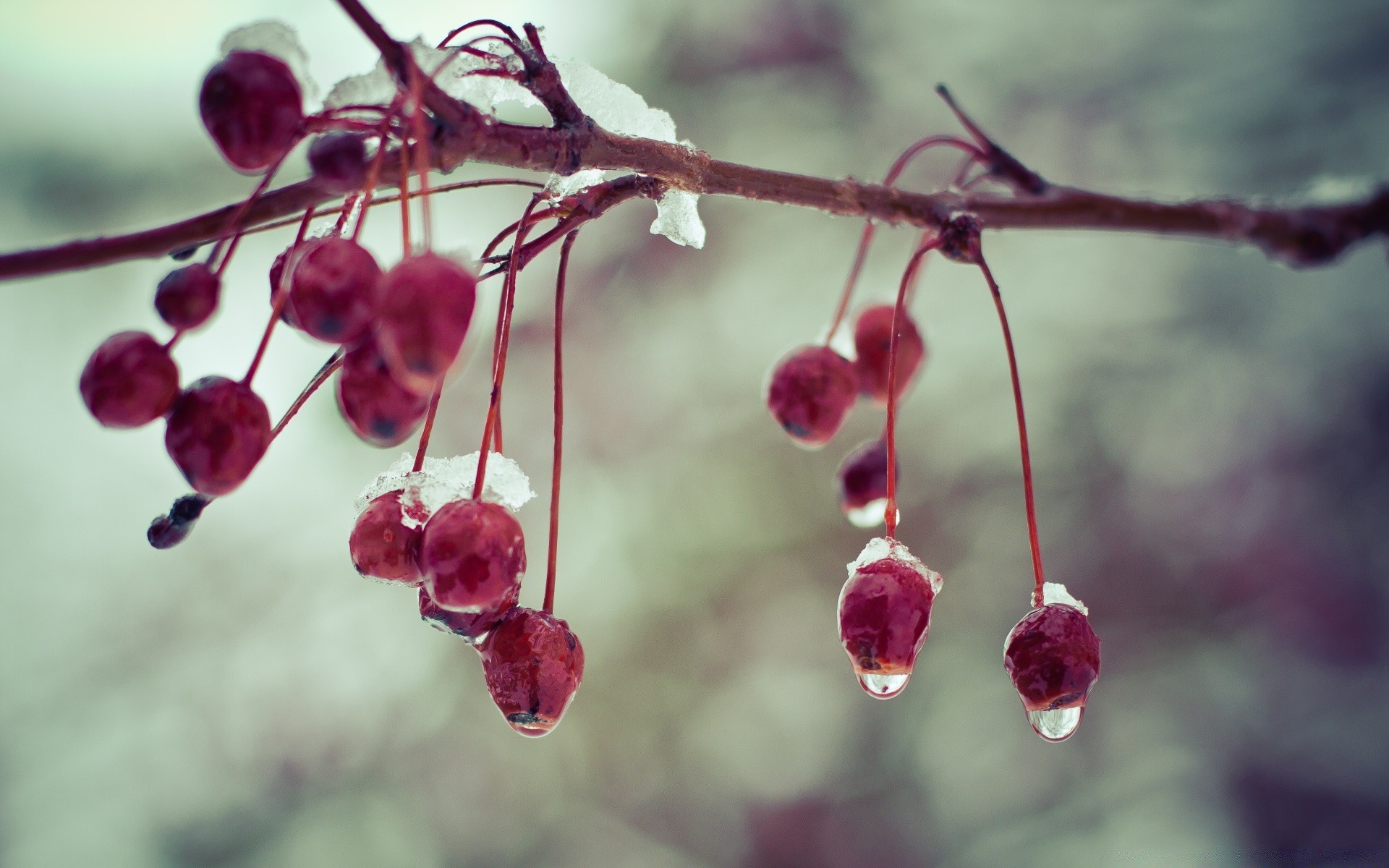 macro nature feuille branche fruits cerise à l extérieur fleur arbre baie hiver jardin flore été croissance