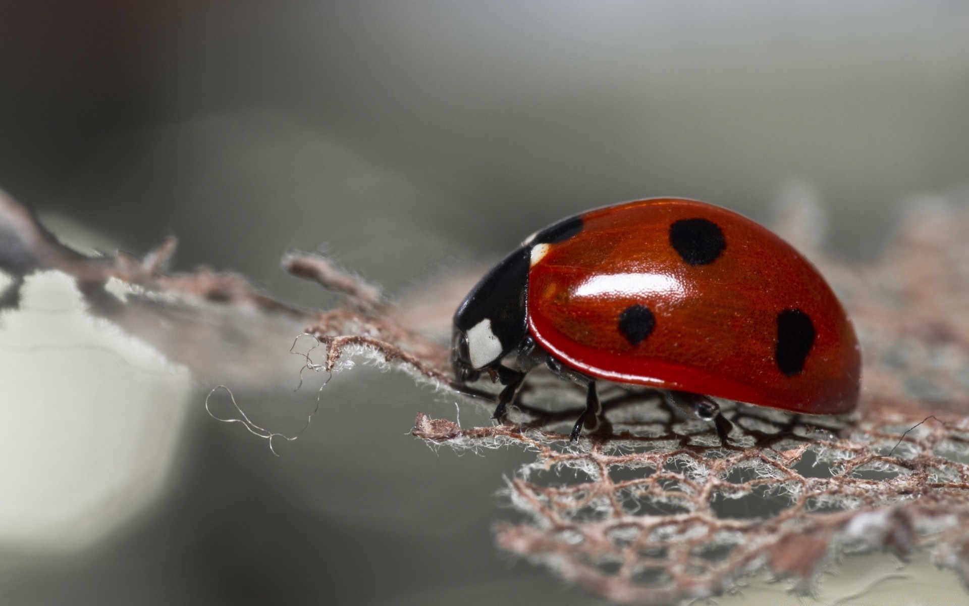 macro coccinelle coléoptère insecte biologie nature petit minuscule faune invertébrés zoologie feuille été à l extérieur