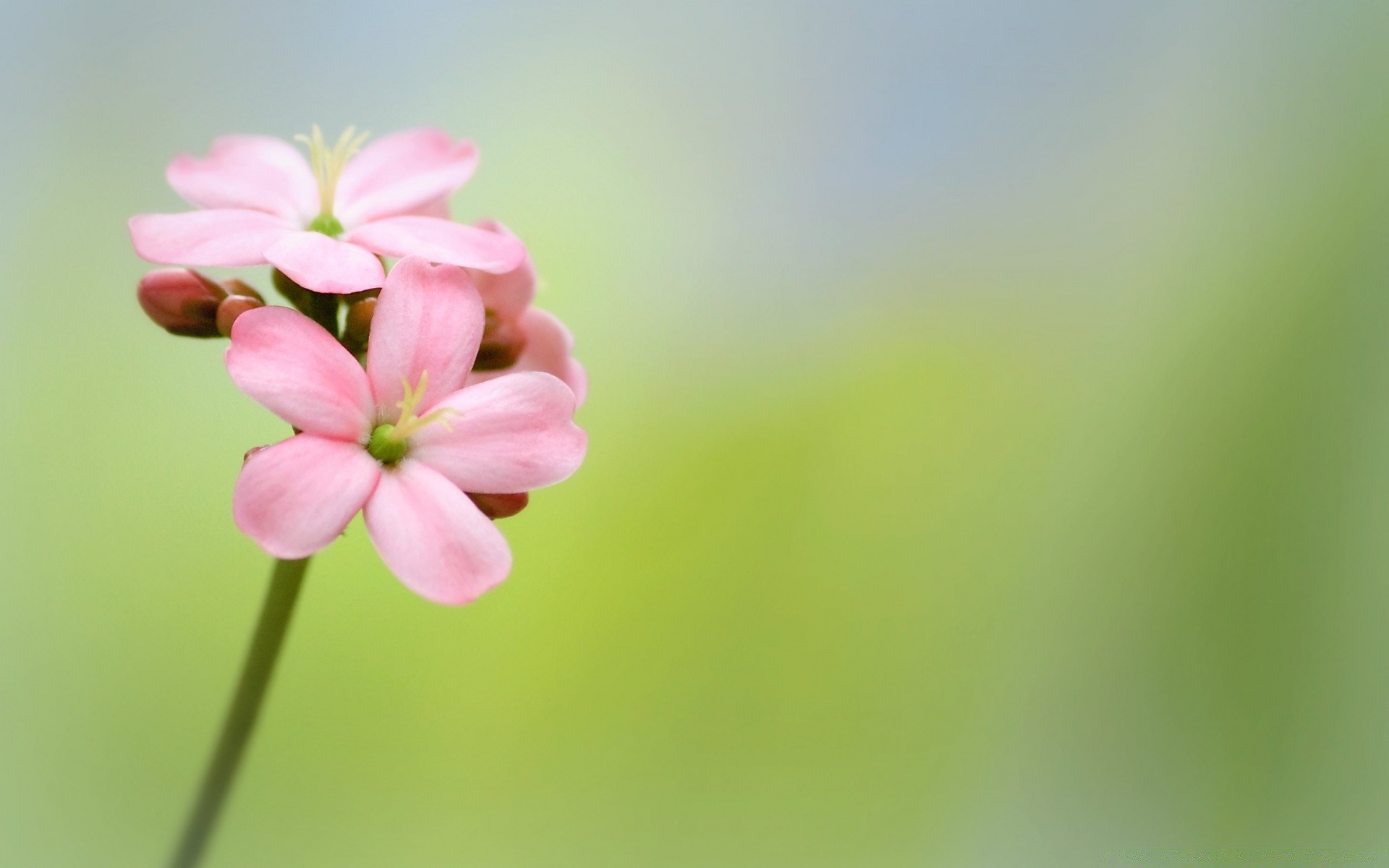 宏观摄影 自然 花 夏天 叶 植物 生长 模糊 明亮