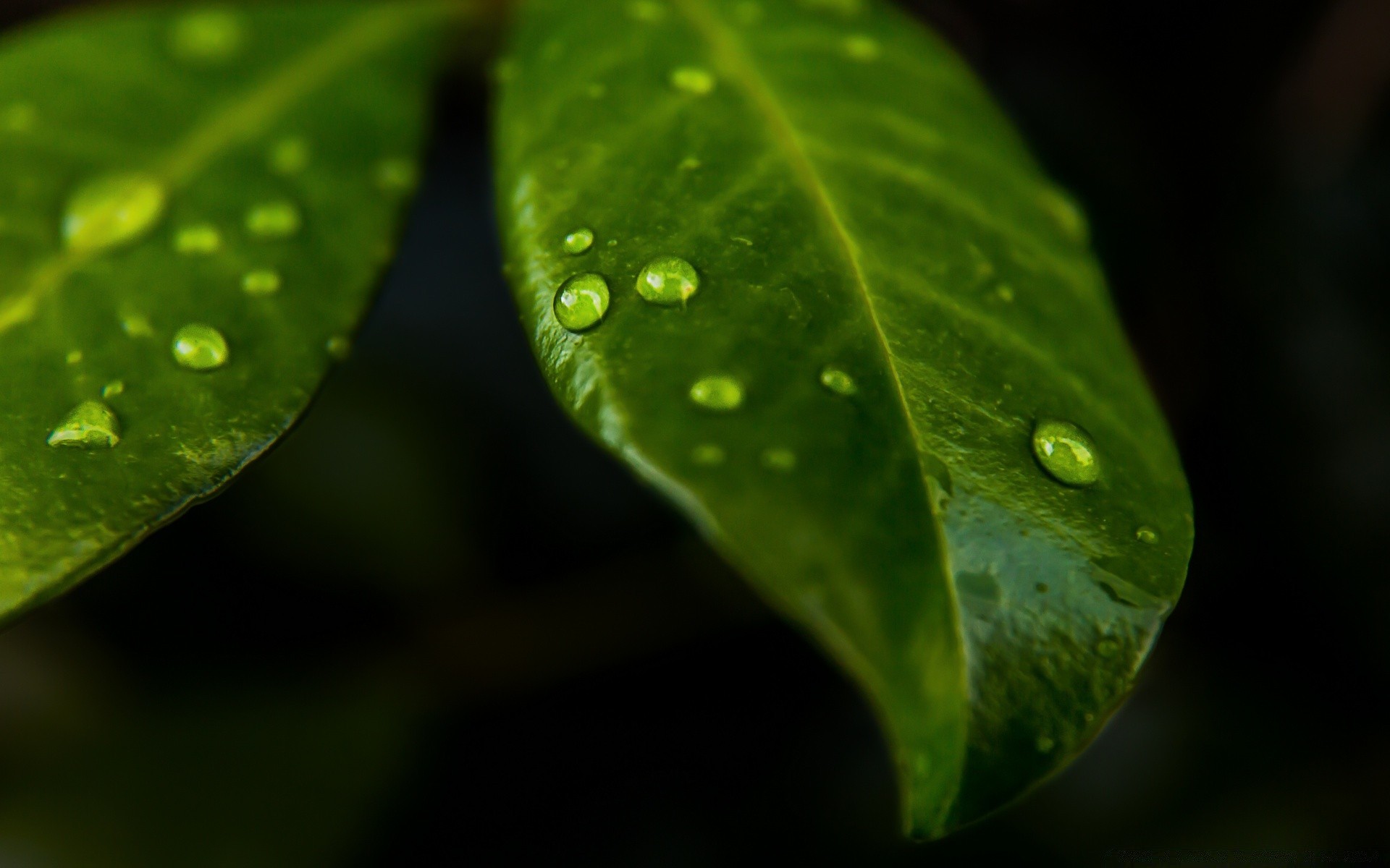 fotografia macro chuva folha orvalho queda natureza gotas flora pureza crescimento gotas molhado água ambiente jardim luz ao ar livre