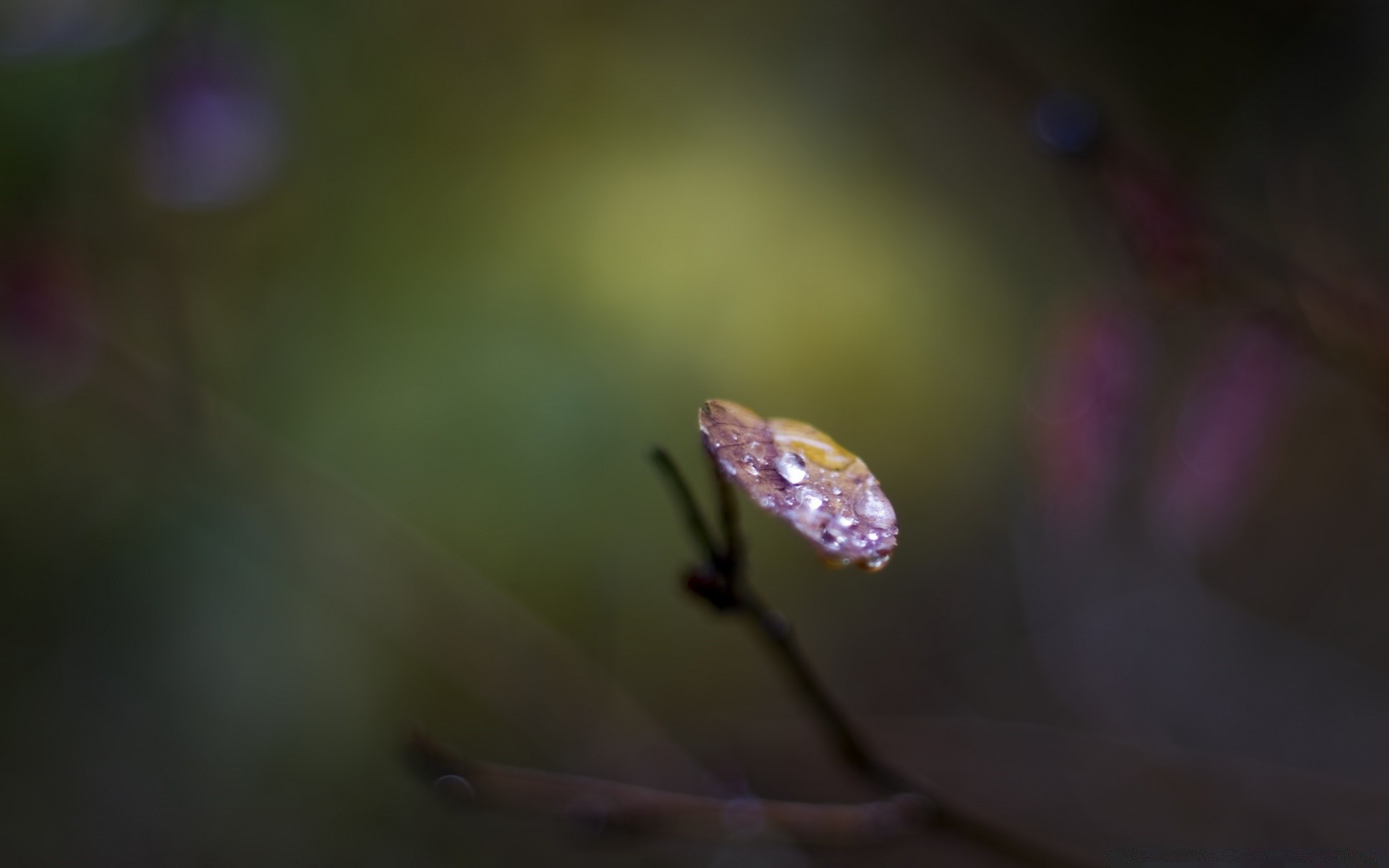 macro nature blur leaf flower dof insect outdoors rain flora invertebrate light