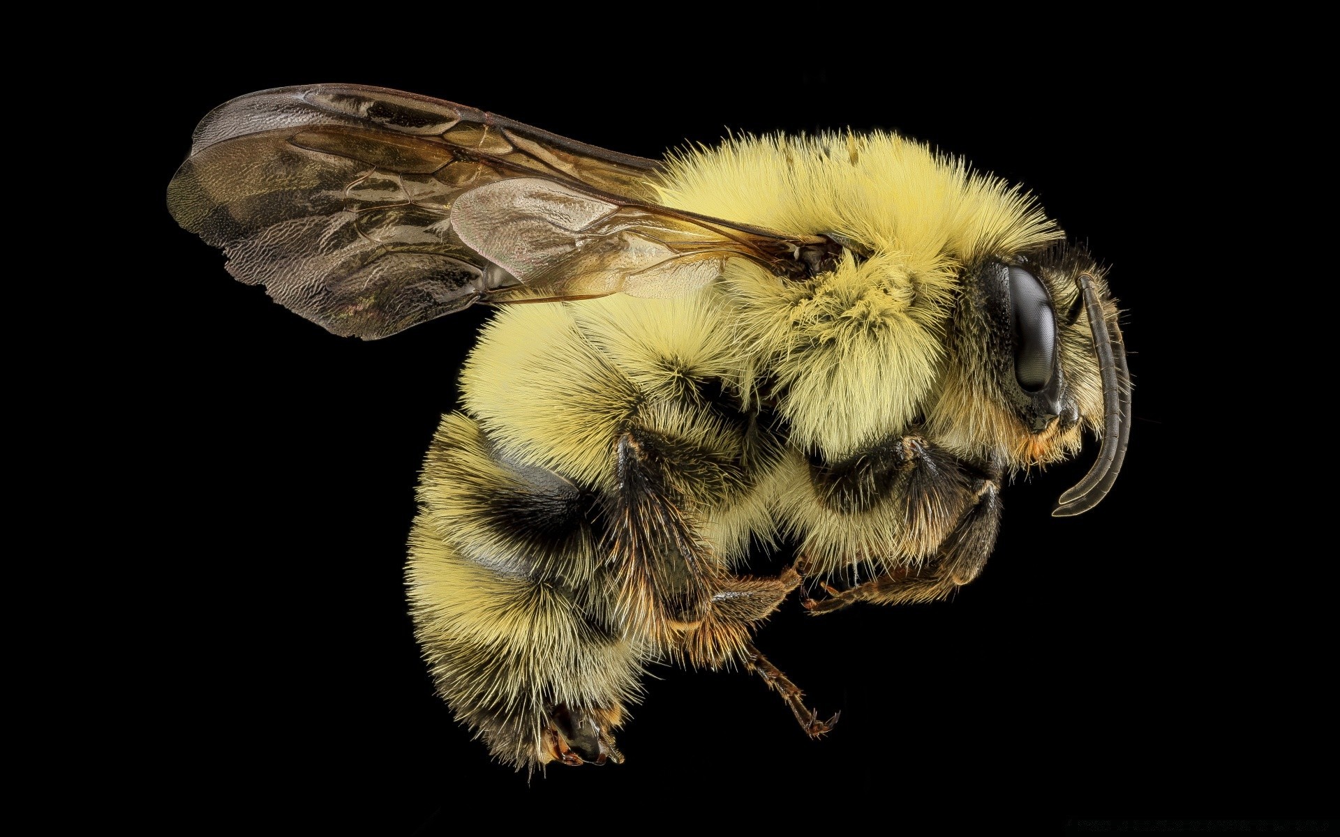 macro insect bee fly wing animal nature honey wildlife invertebrate antenna wasp biology honeybee pollen close-up butterfly wild desktop