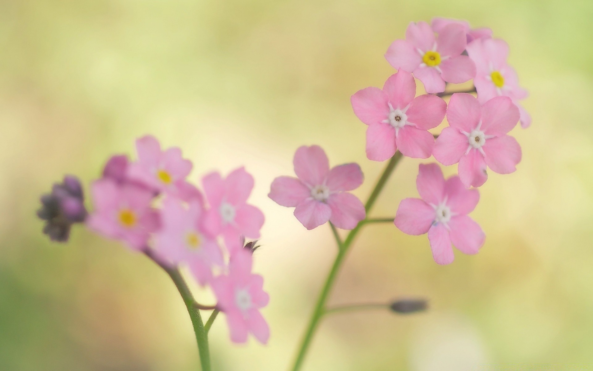 makro kwiat flora natura płatek kwiatowy lato ogród bluming liść kolor wzrost piękne zbliżenie delikatne łuska kolego sezon