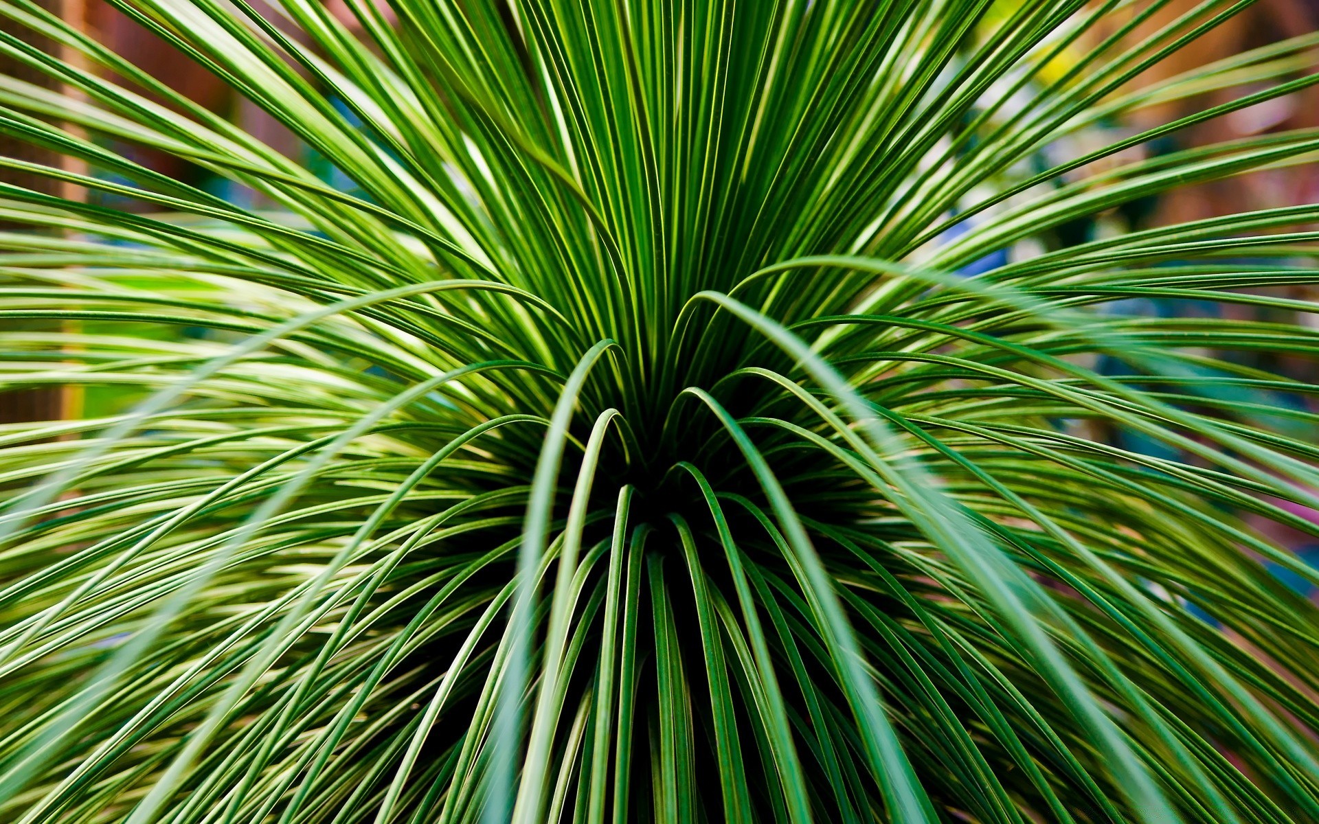 macro naturaleza hoja brillante verano al aire libre hierba flora crecimiento