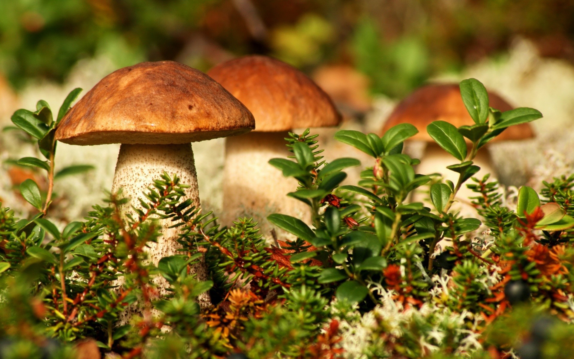 macro mushroom fungus food nature edible wood fall leaf boletus flora vegetable close-up season tree healthy fruit summer wild cooking