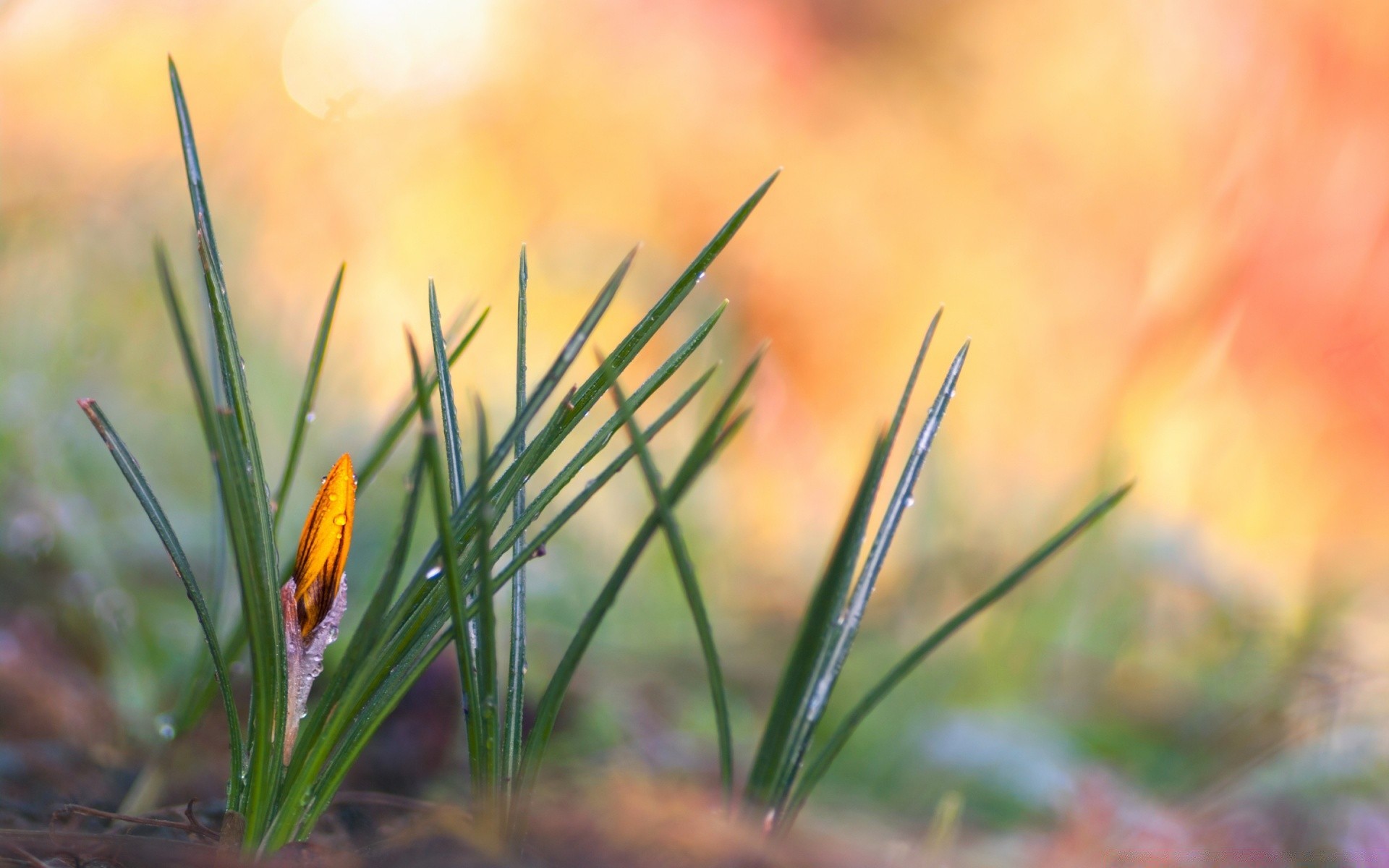 macro nature grass leaf outdoors summer blur flora flower growth fair weather garden bright field sun