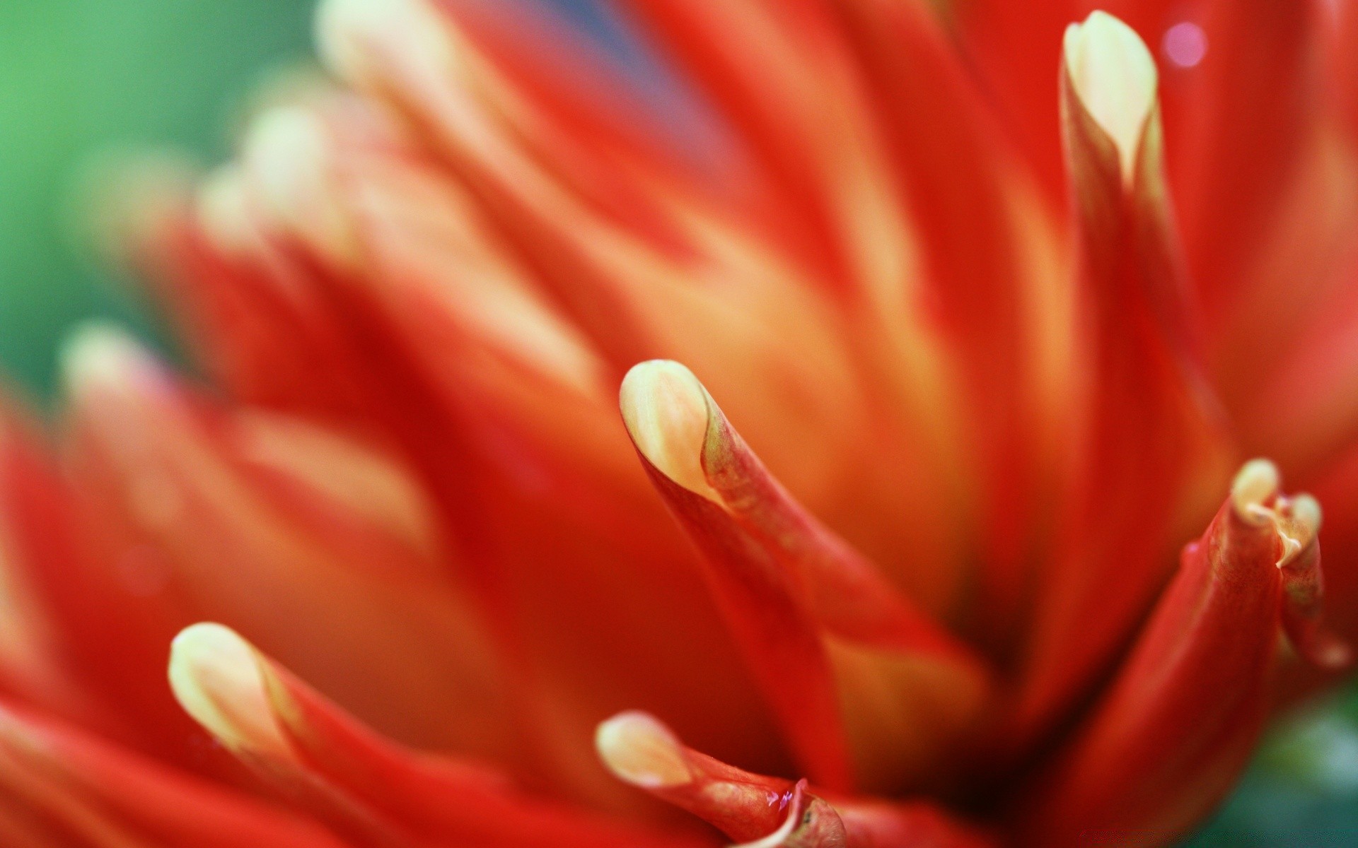 makro natura kwiat lato jasny tulipan flora na zewnątrz delikatny ogród