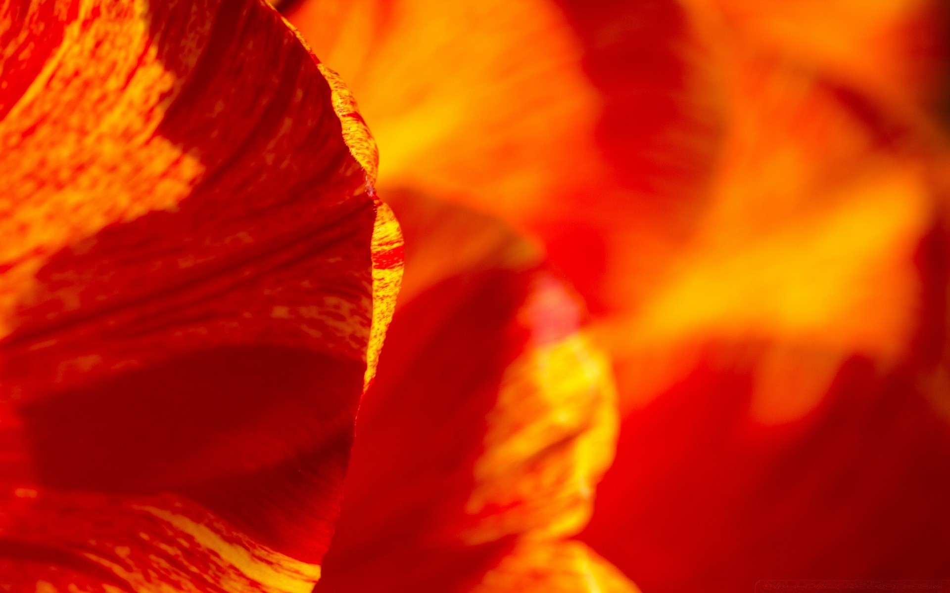 macro natura fiore luminoso colore foglia flora sfocatura estate autunno astratto