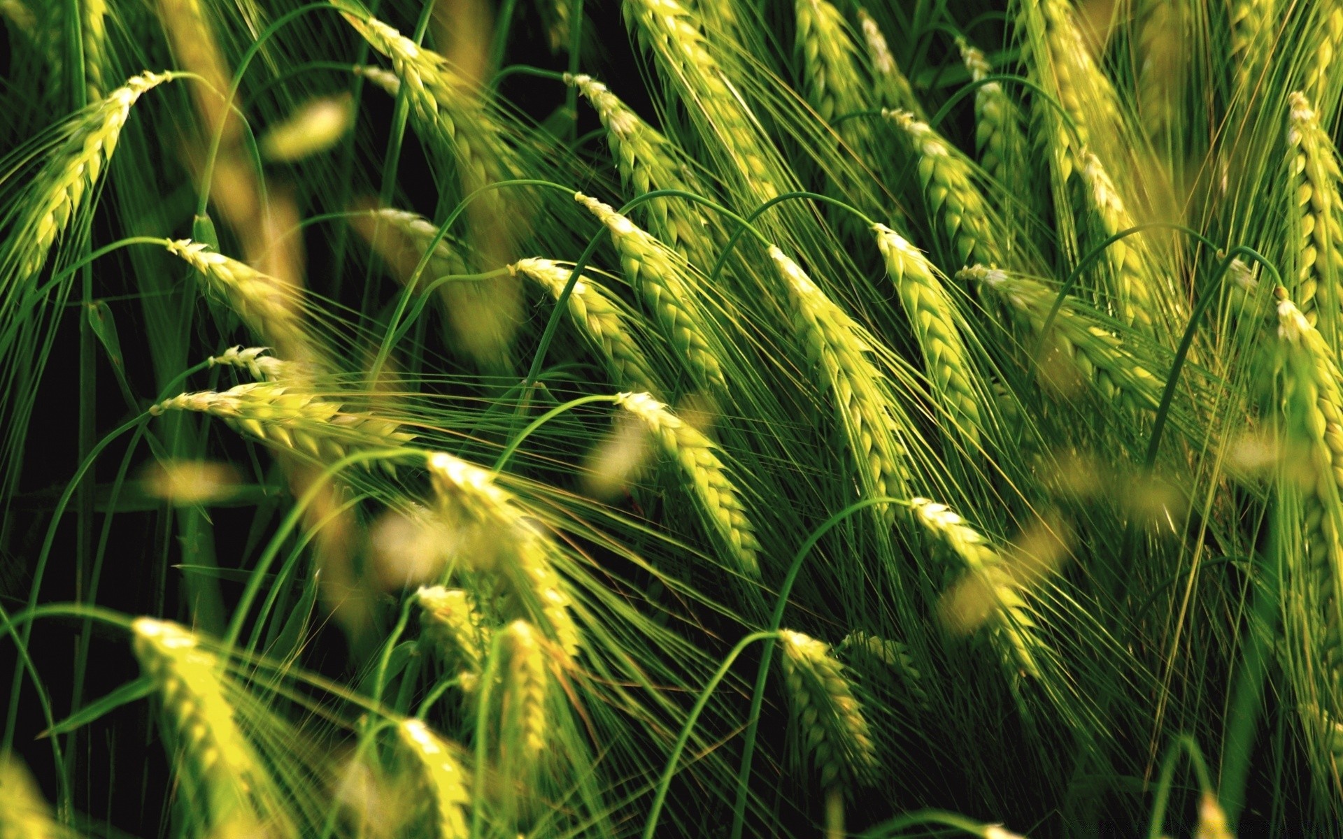 macro cereales trigo pasto crecimiento cosecha agricultura maíz pan rural campo granja centeno cebada paja flora semilla oro verano tierras de cultivo