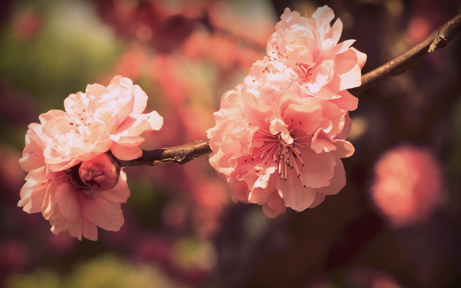 macro flower nature flora petal garden branch blooming leaf tree beautiful cherry color season delicate floral outdoors close-up bright bud