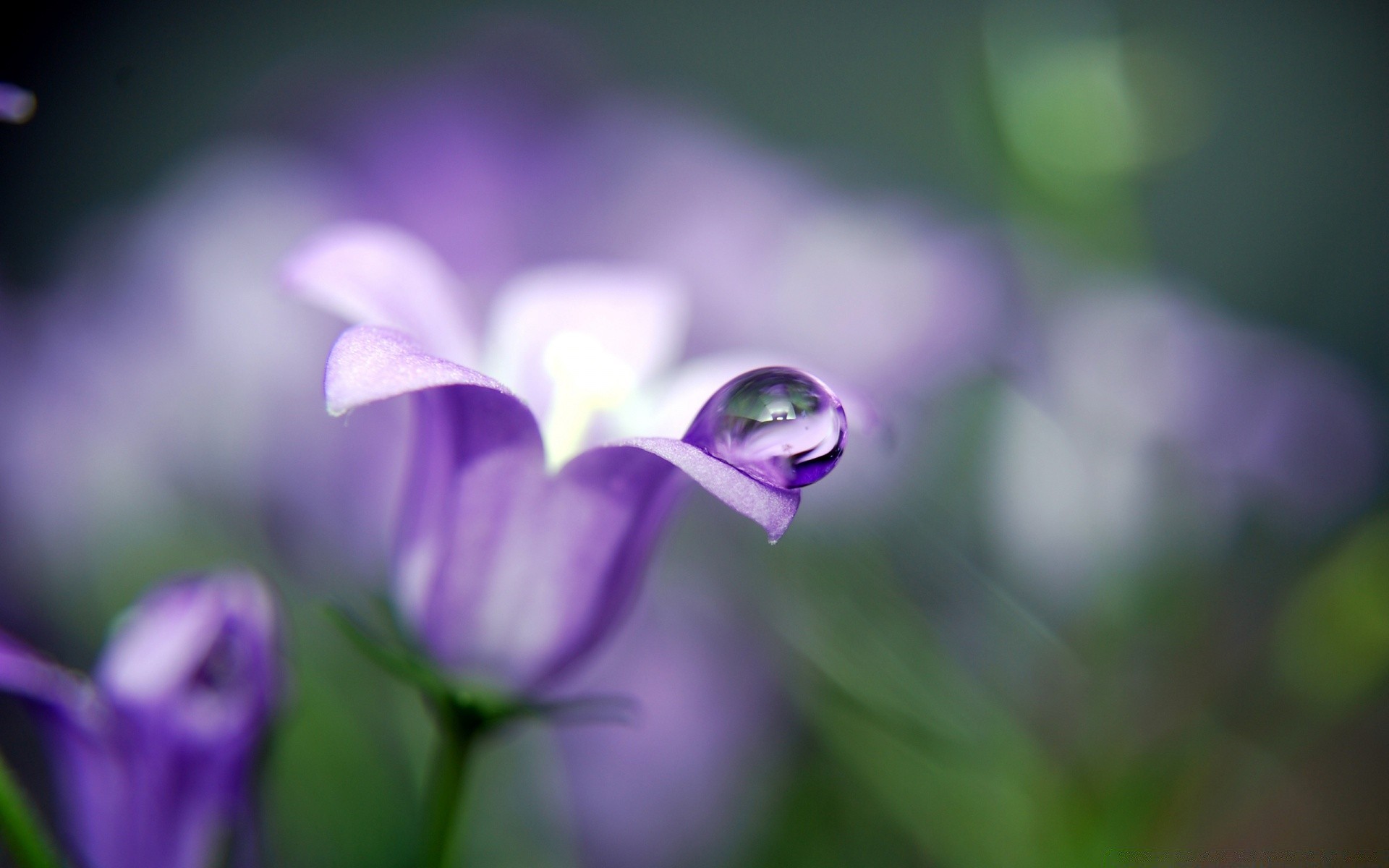 macro nature fleur flore feuille flou jardin été lumineux couleur croissance belle dof herbe à l extérieur gros plan pétale floral délicat champ