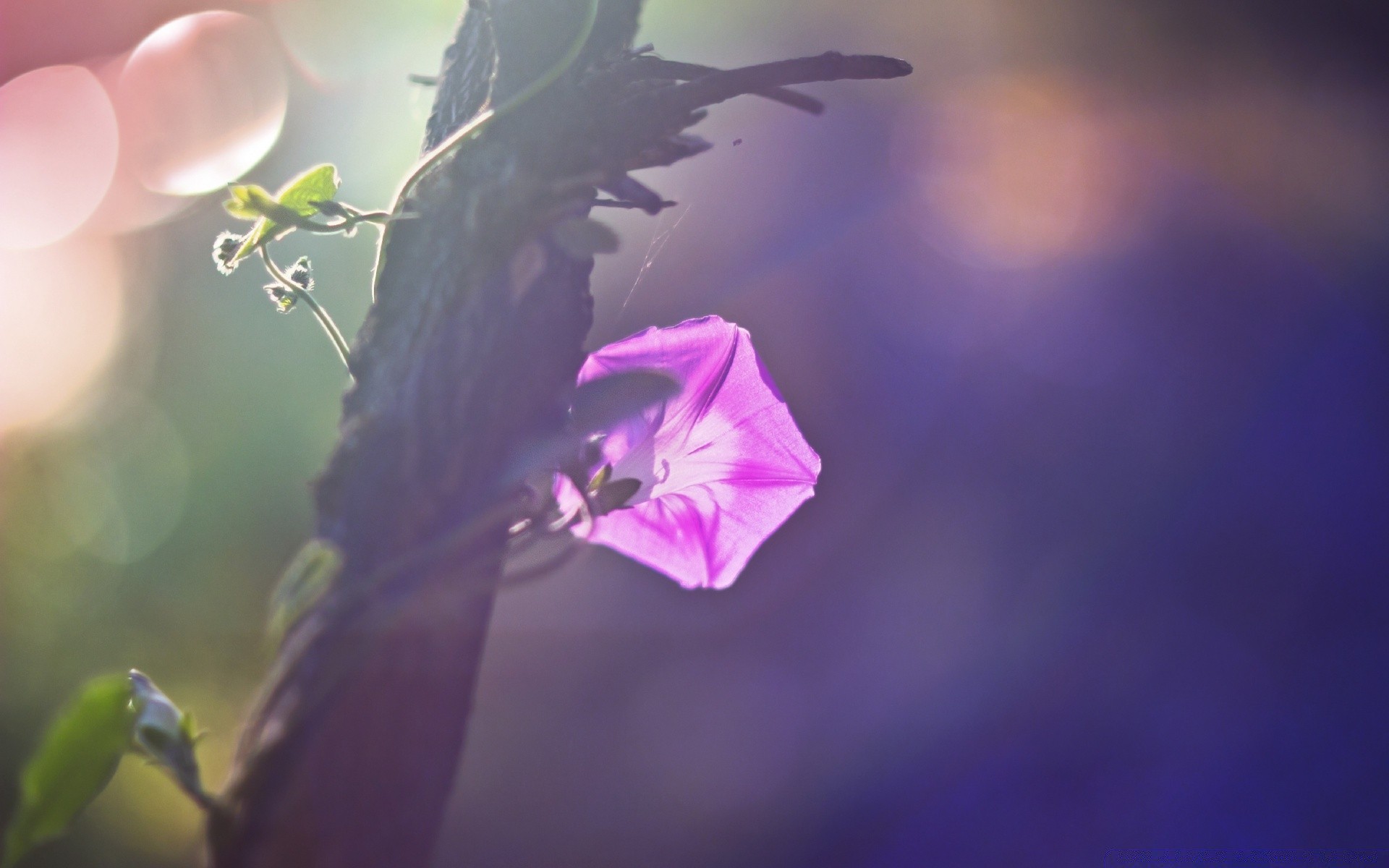 makro fotoğrafçılığı çiçek doğa bulanıklık açık havada yaprak flora yaz