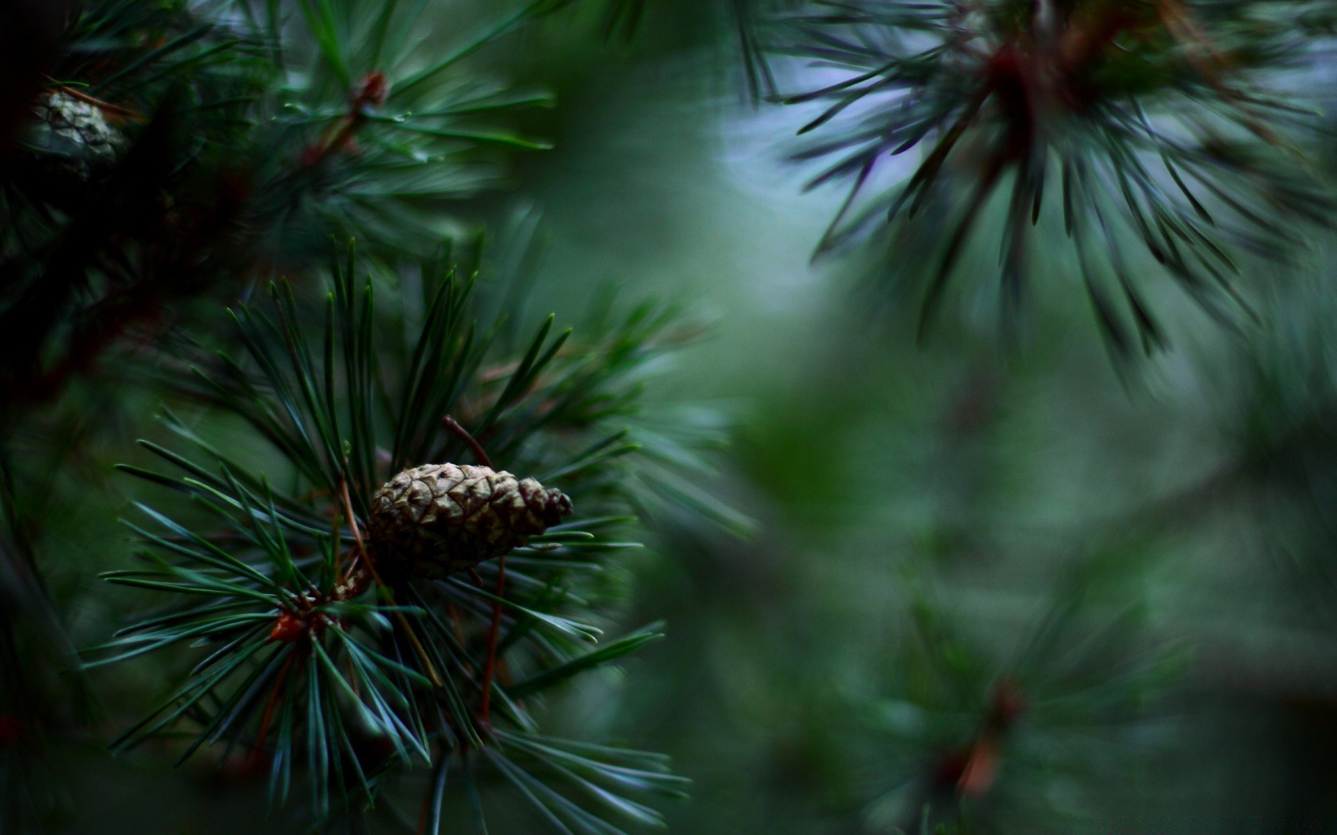 macro evergreen natale inverno ago pino conifere cono albero abete conifere abete ramo vacanza decorazione stagione natura legno larice colore