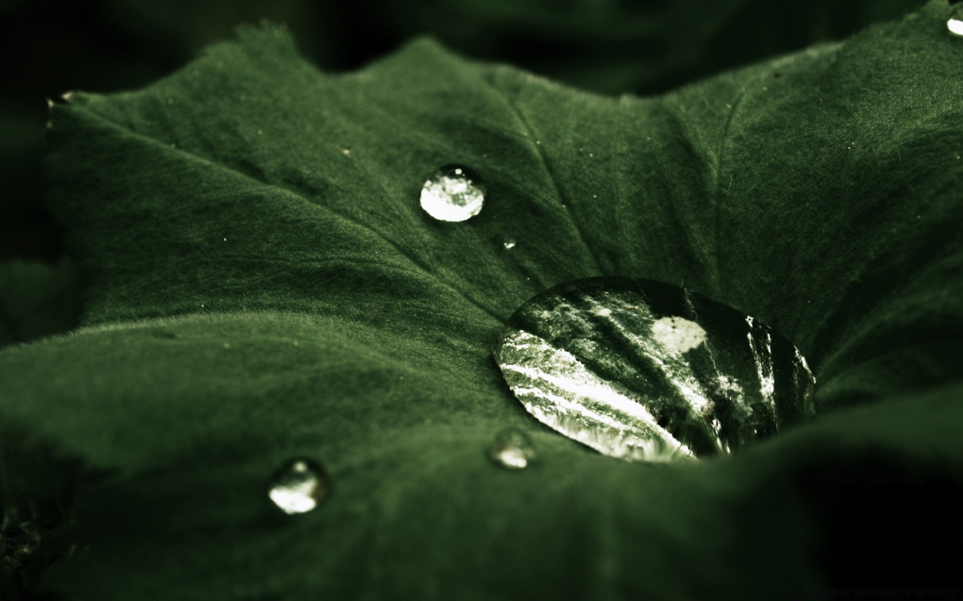 macro folha chuva queda orvalho flora água natureza molhado gotas jardim limpeza veias desktop ambiente close - up limpo verão crescimento