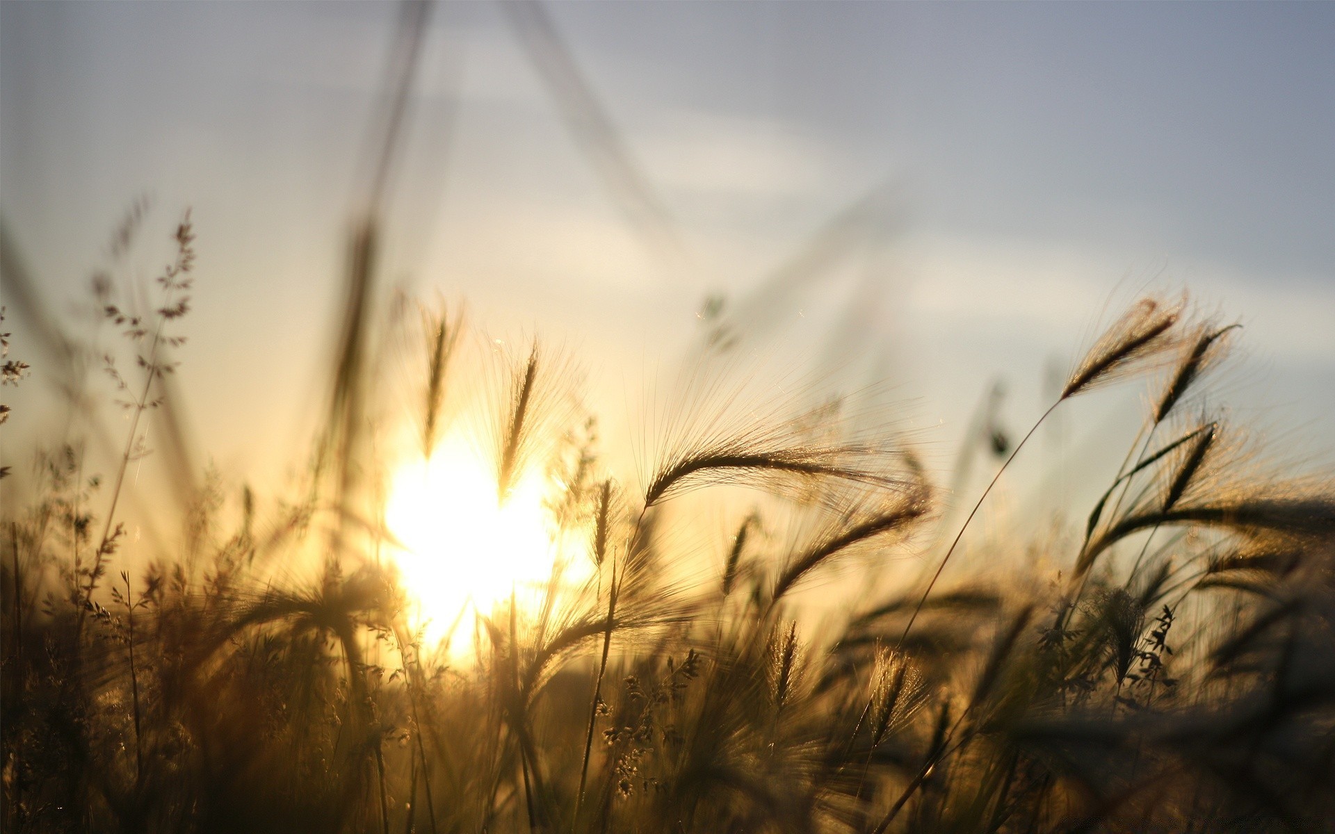 macro sun field sunset landscape rural wheat cereal nature farm corn dawn gold fair weather grass sky light seed summer pasture fall