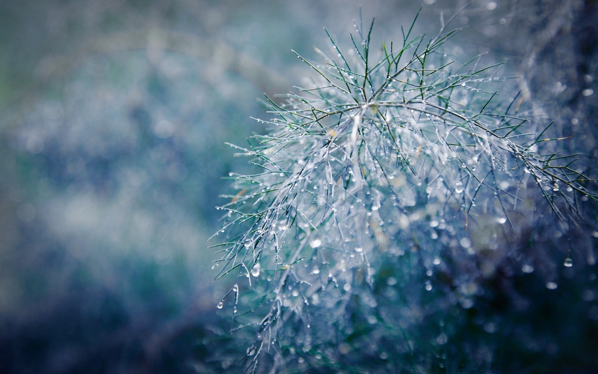 macro nature gel hiver flore bureau gros plan chute eau à l extérieur neige congelé