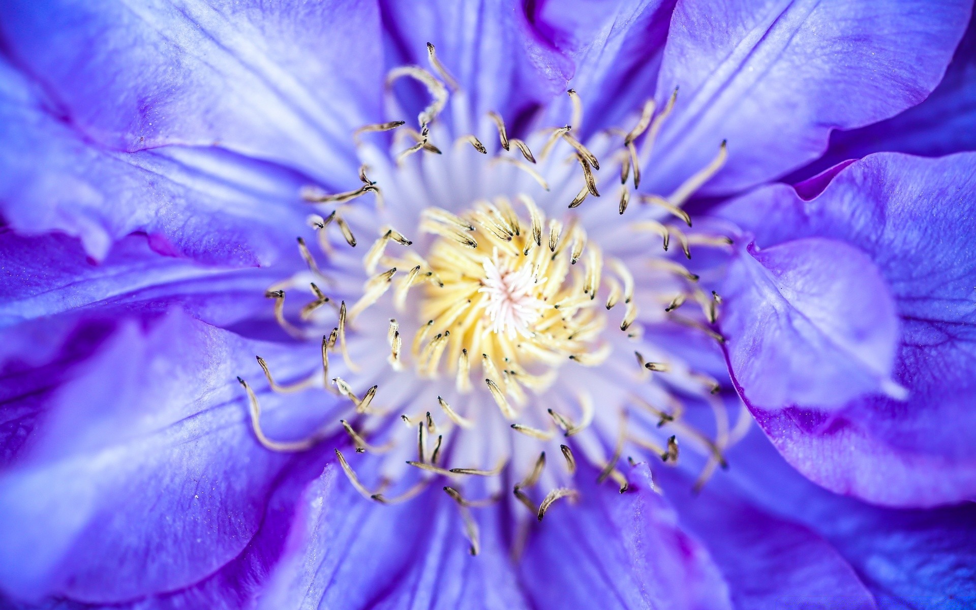 makro kwiat natura flora ogród kolor lato piękne zbliżenie kwiatowy płatek jasny bluming liść delikatny